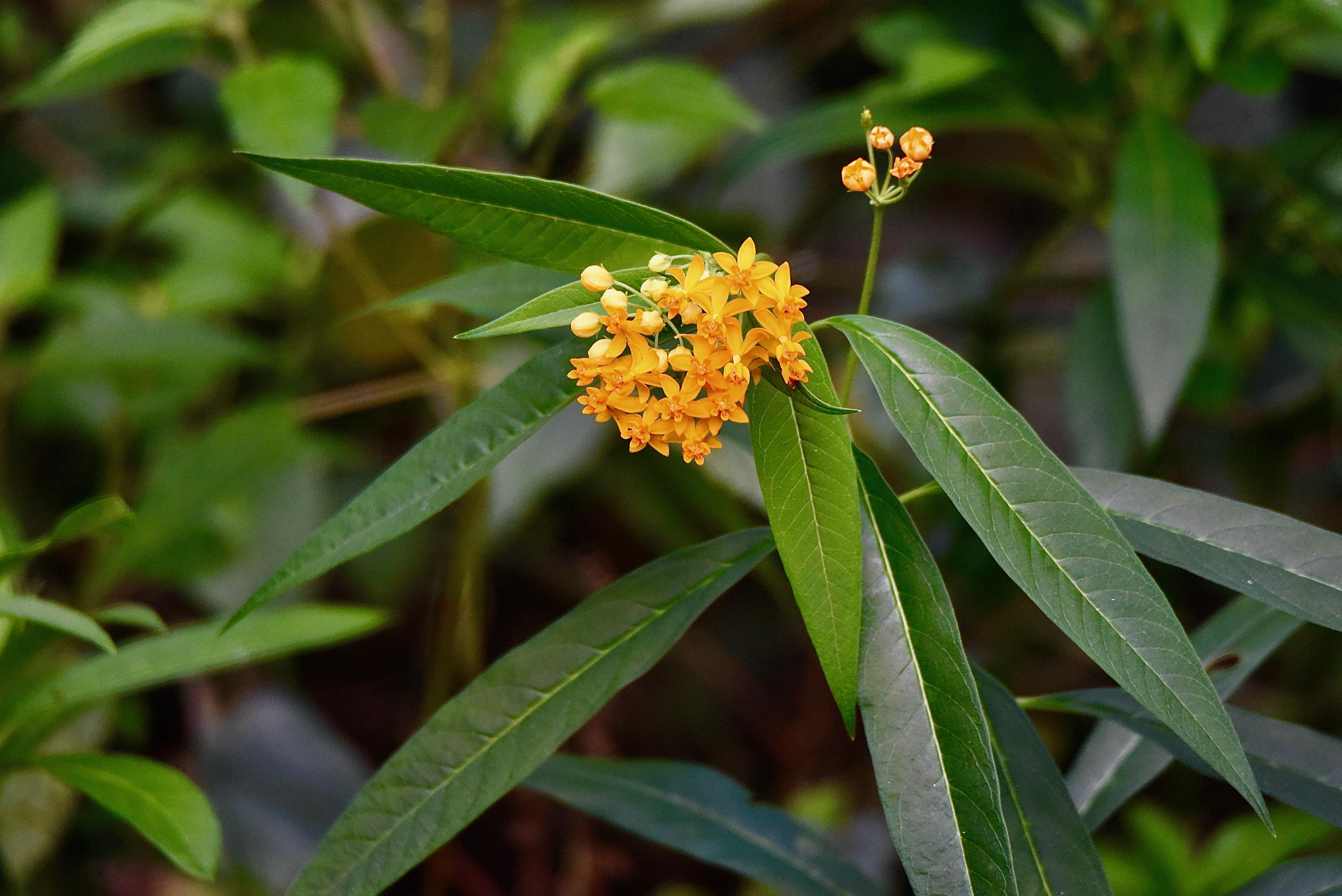 Butterfly Weed