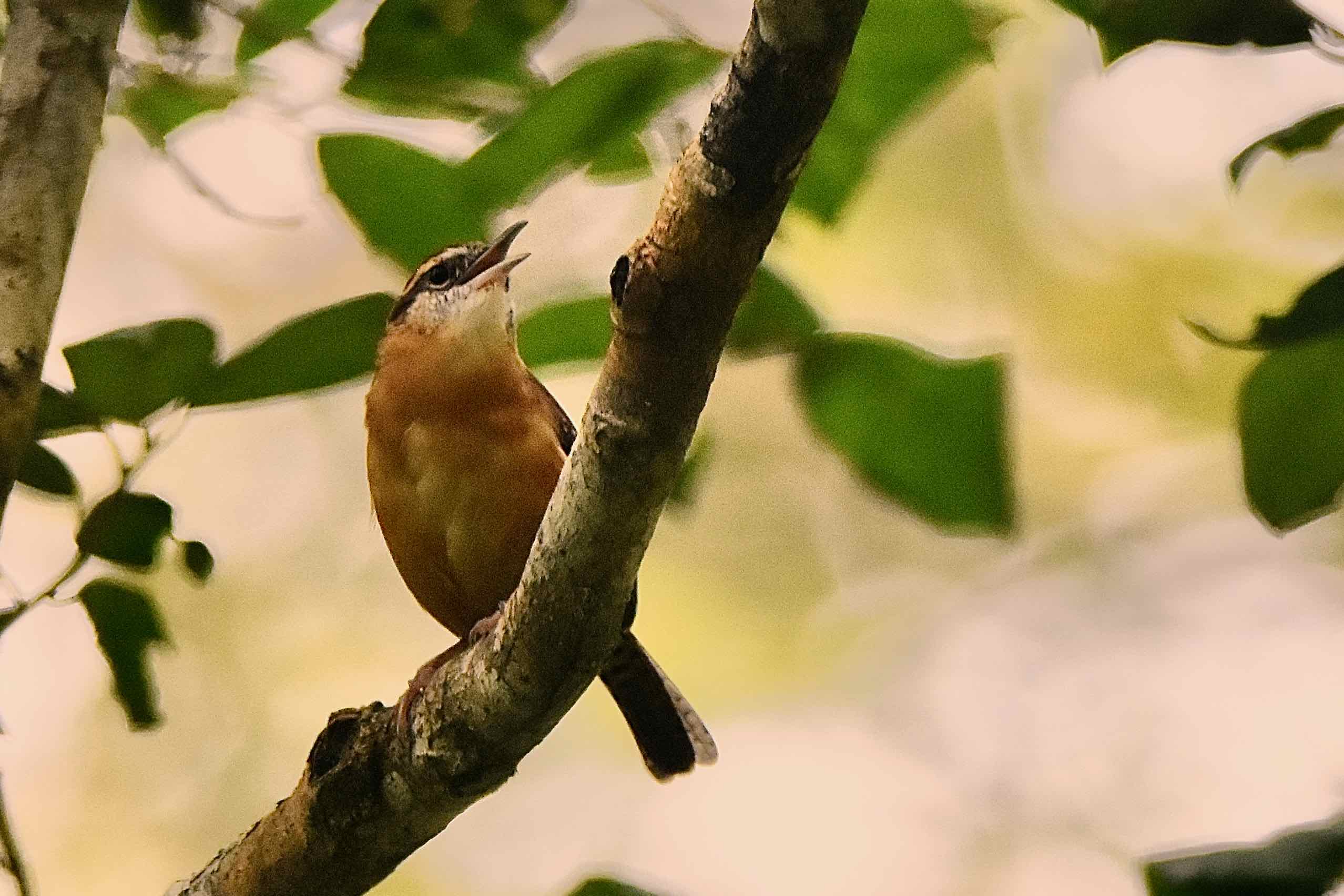 Carolina wren