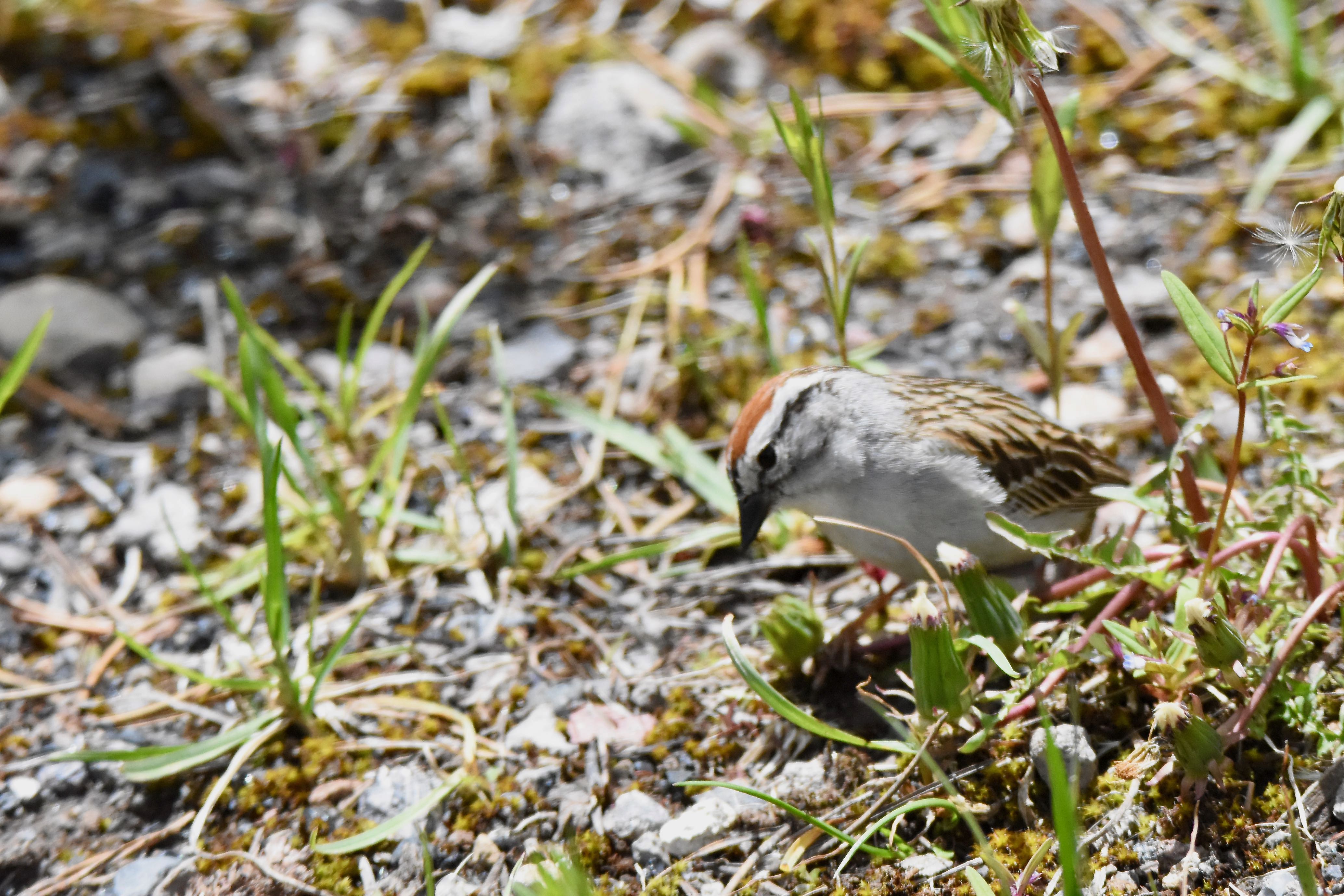 chipping sparrow