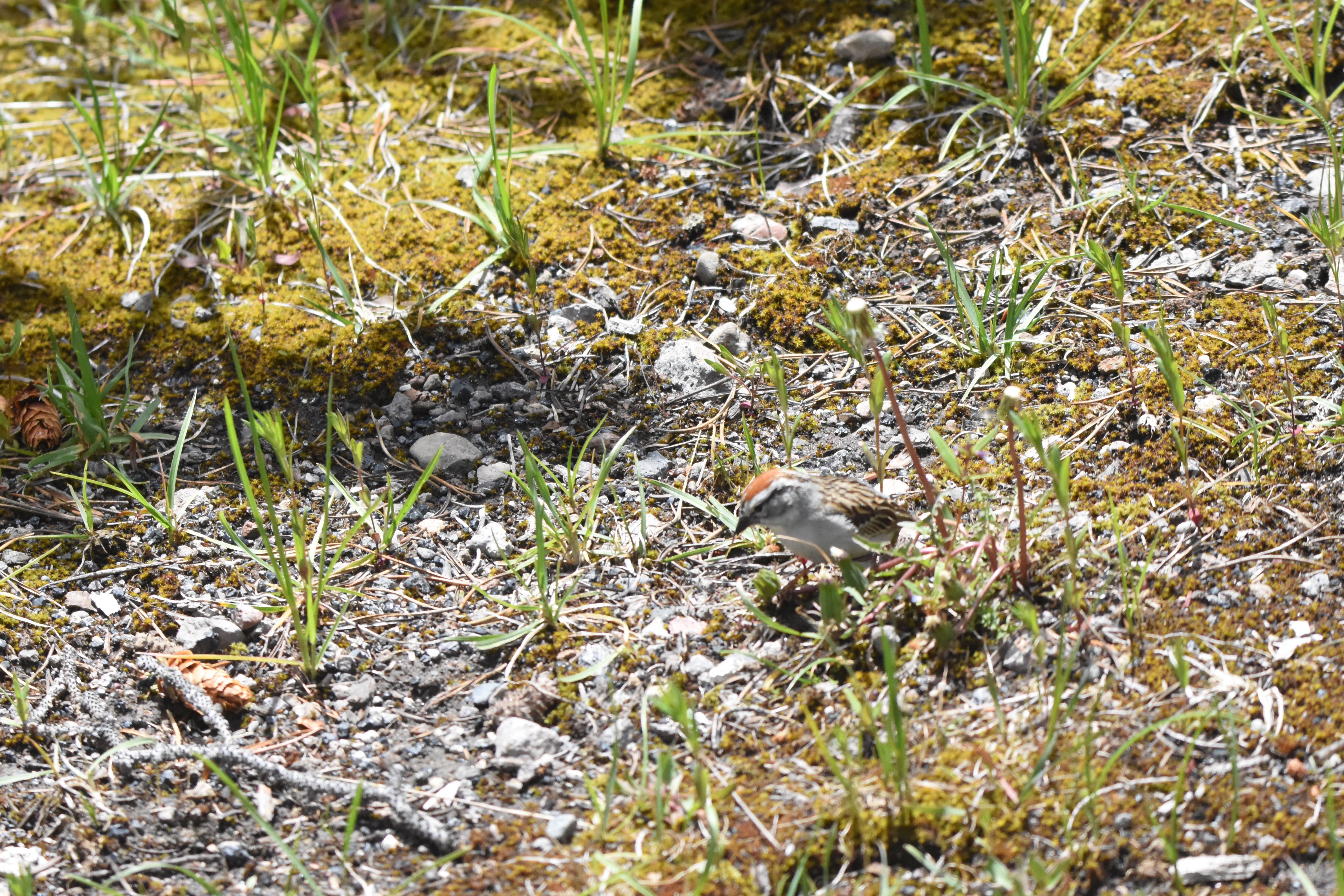 chipping sparrow