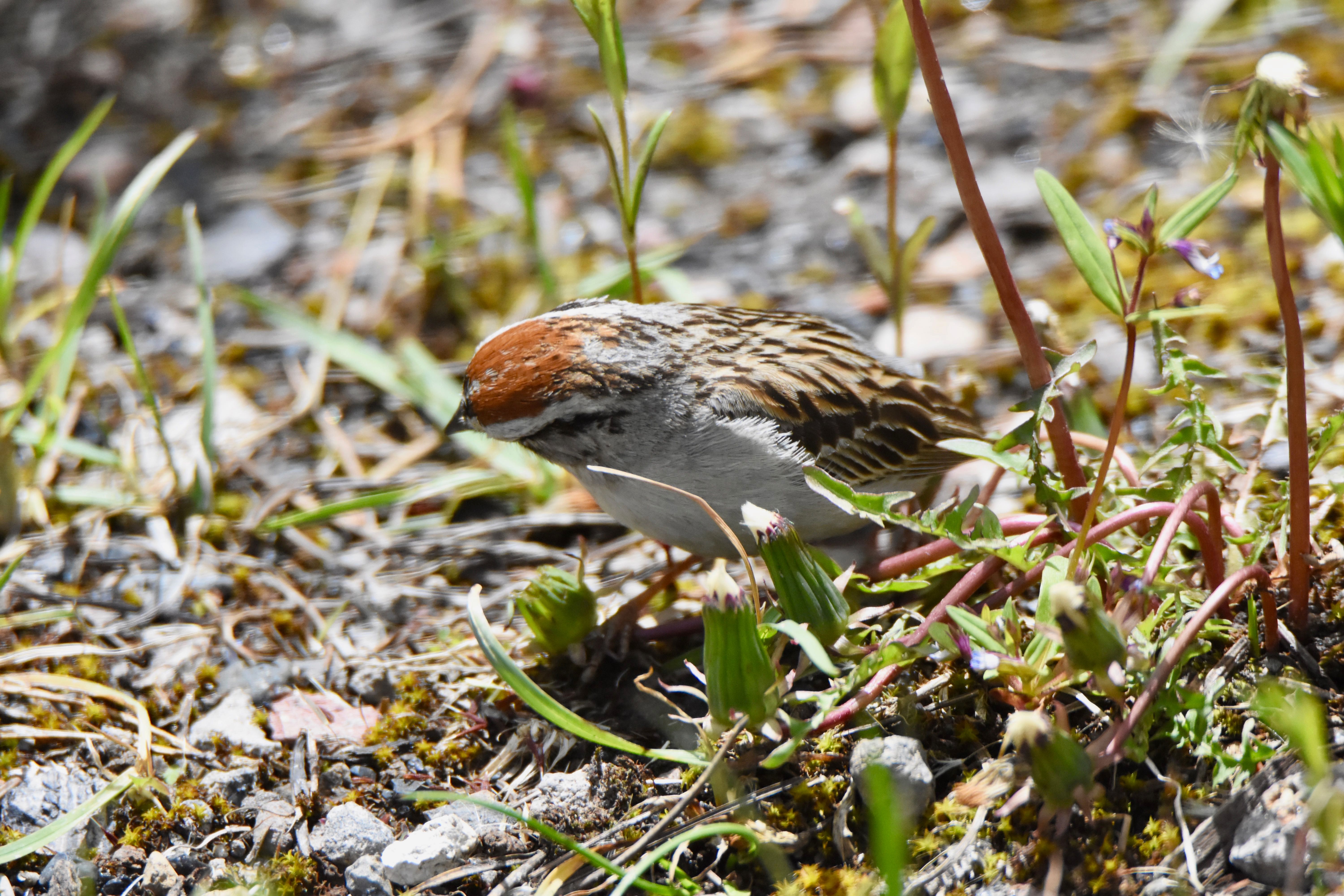 chipping sparrow