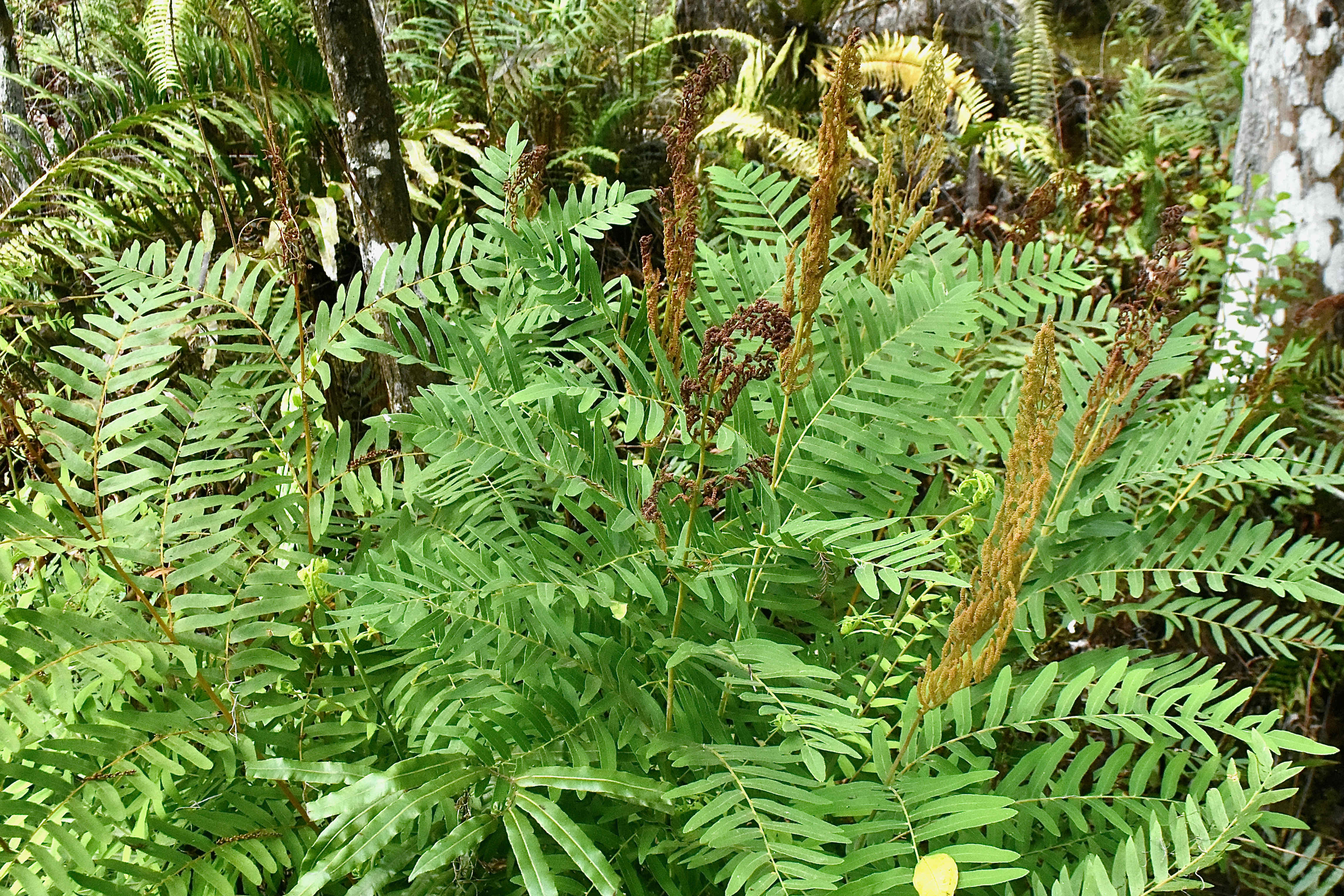 cinnamon fern