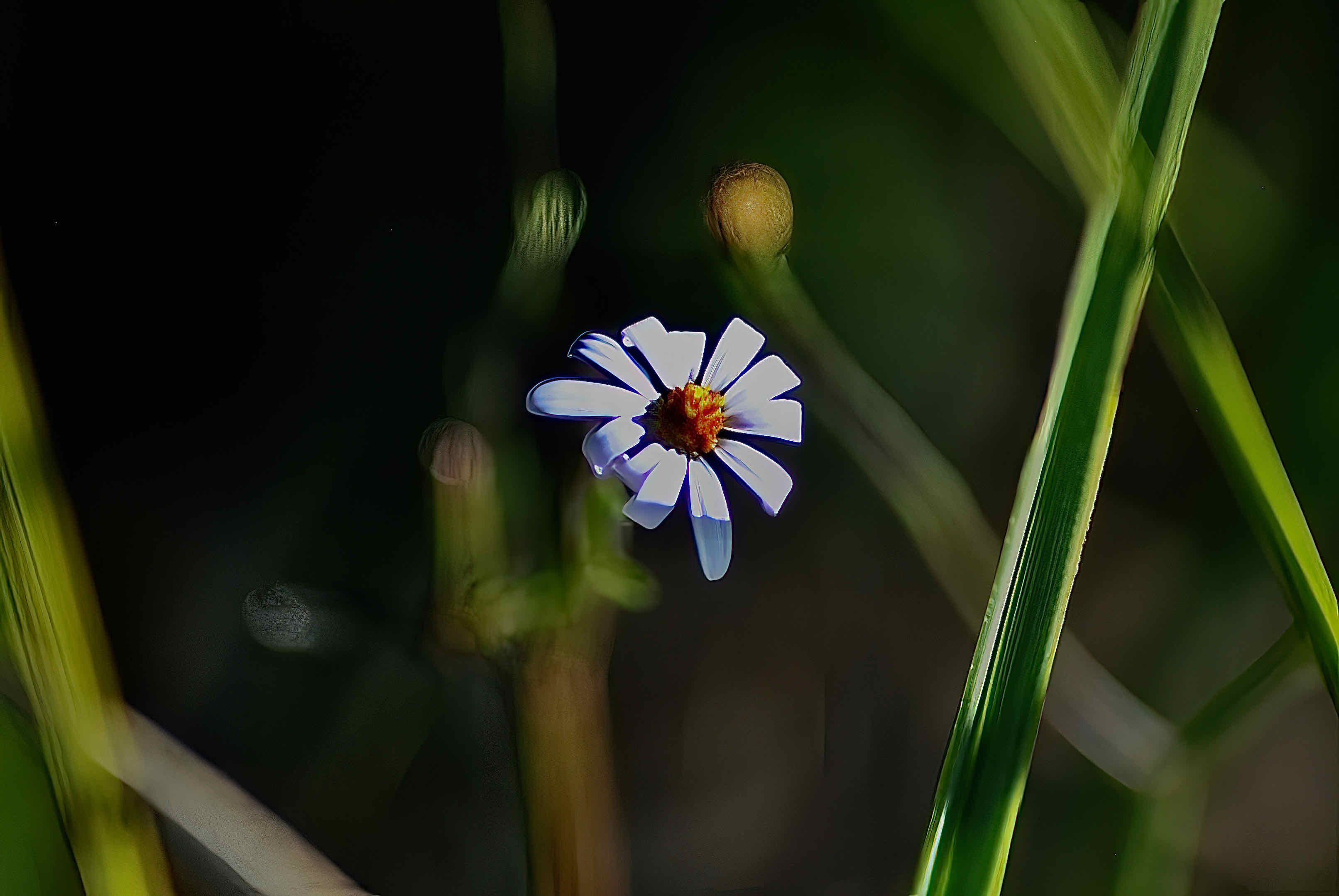 Clasping Aster
