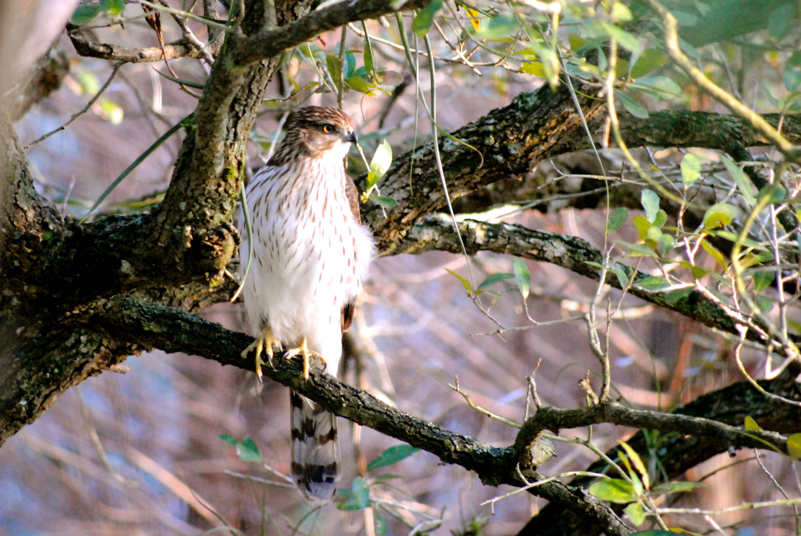 Coopers Hawk Clive Photos - z4g2xz8