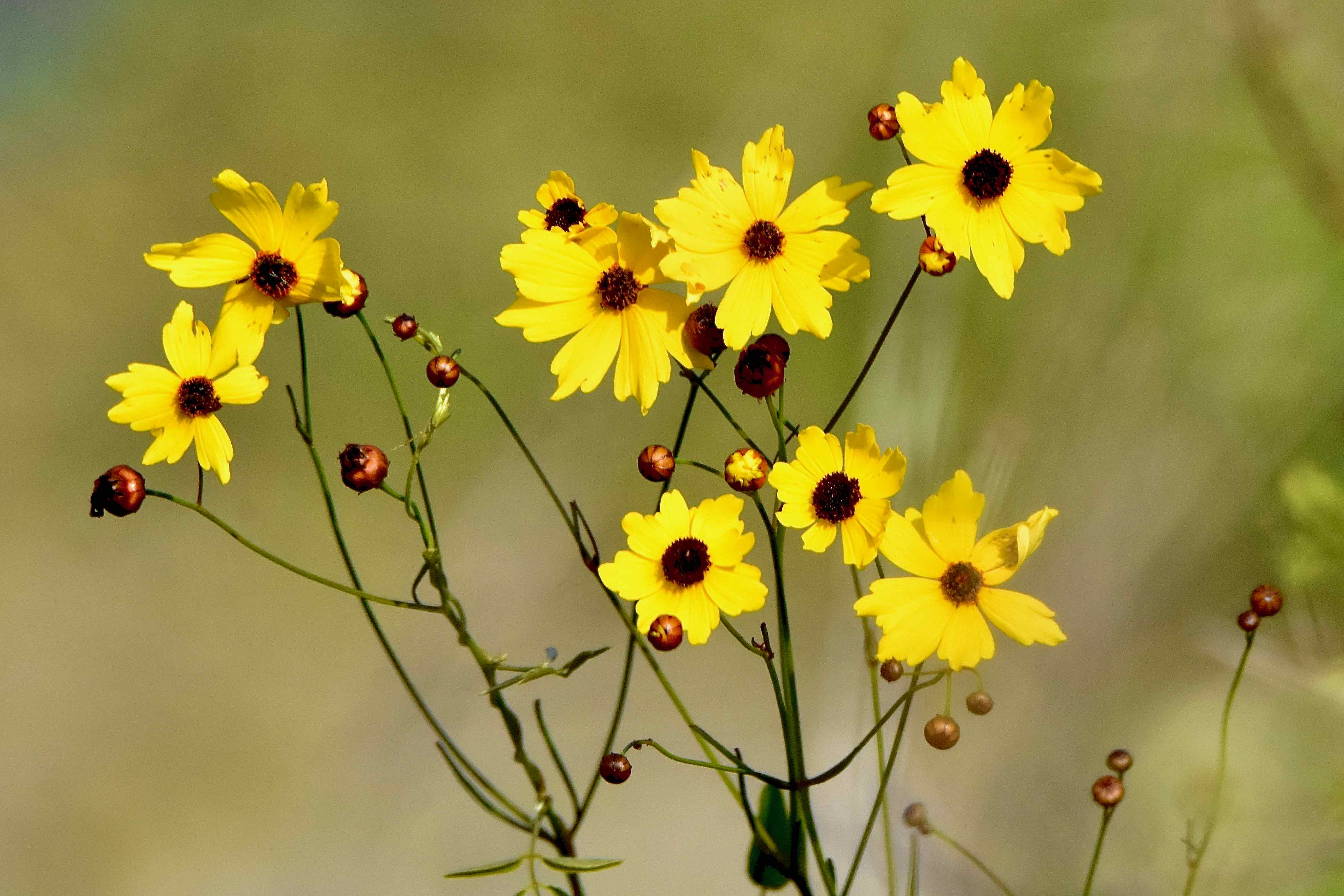 coreopsis