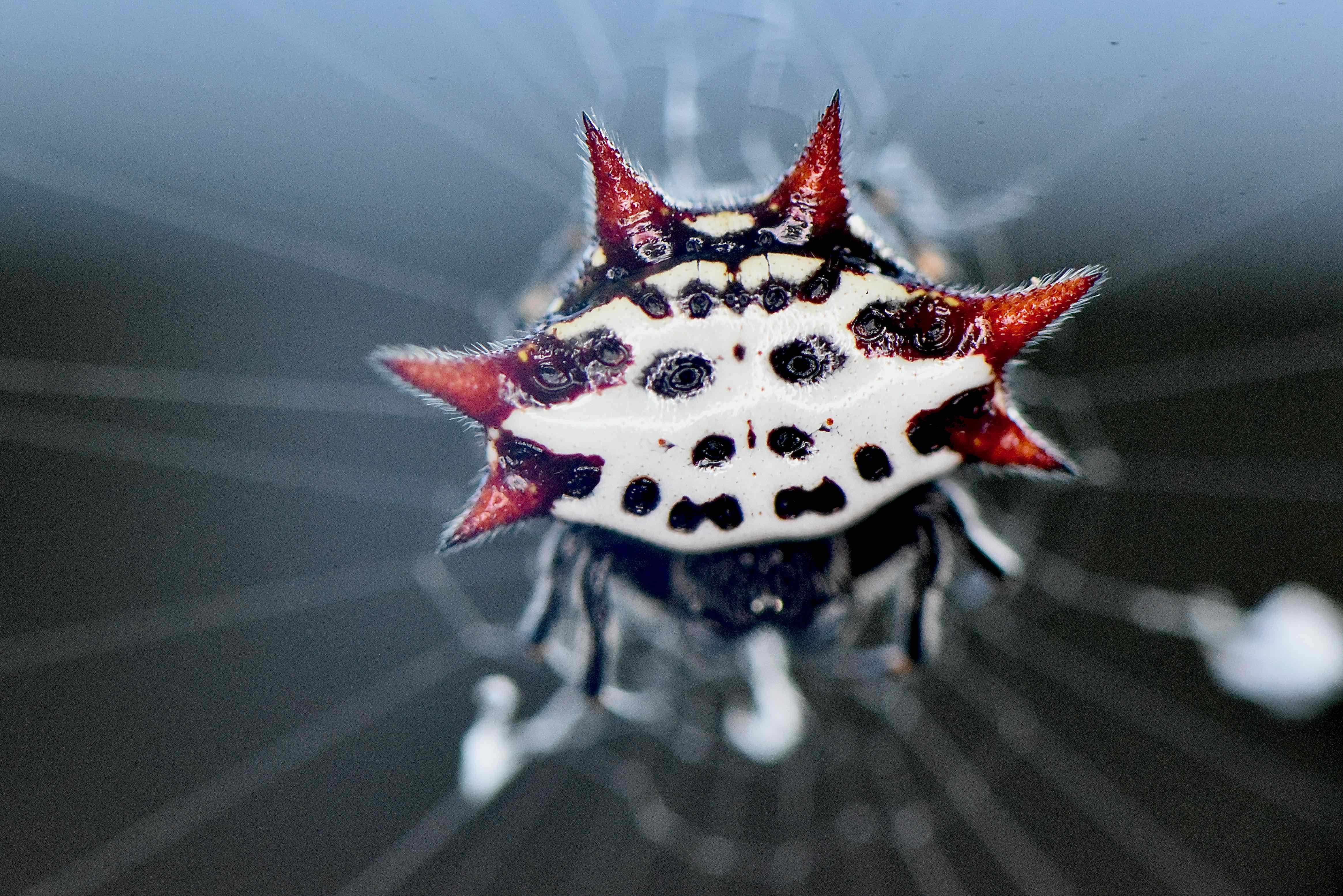 crab spider