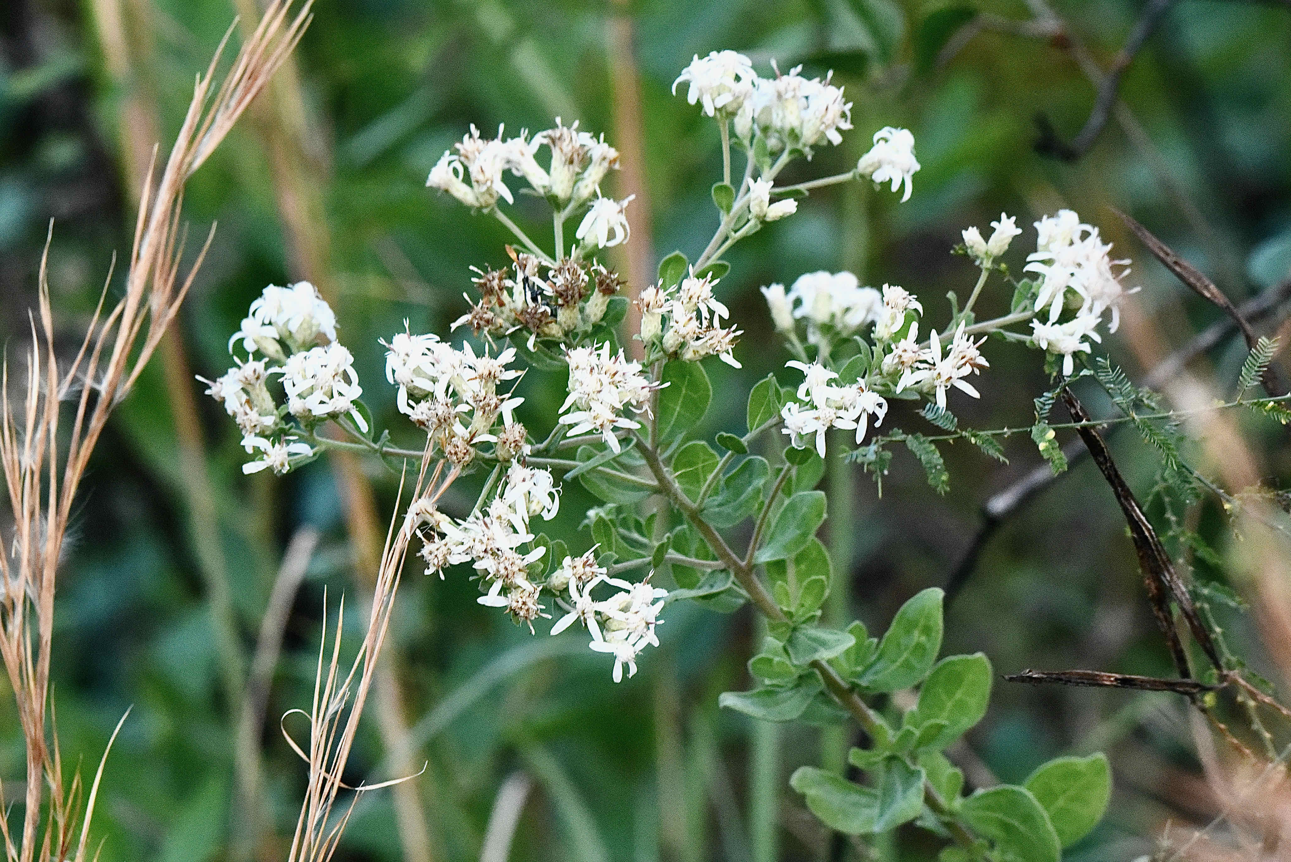 Dixie Aster / Whitetop Aster