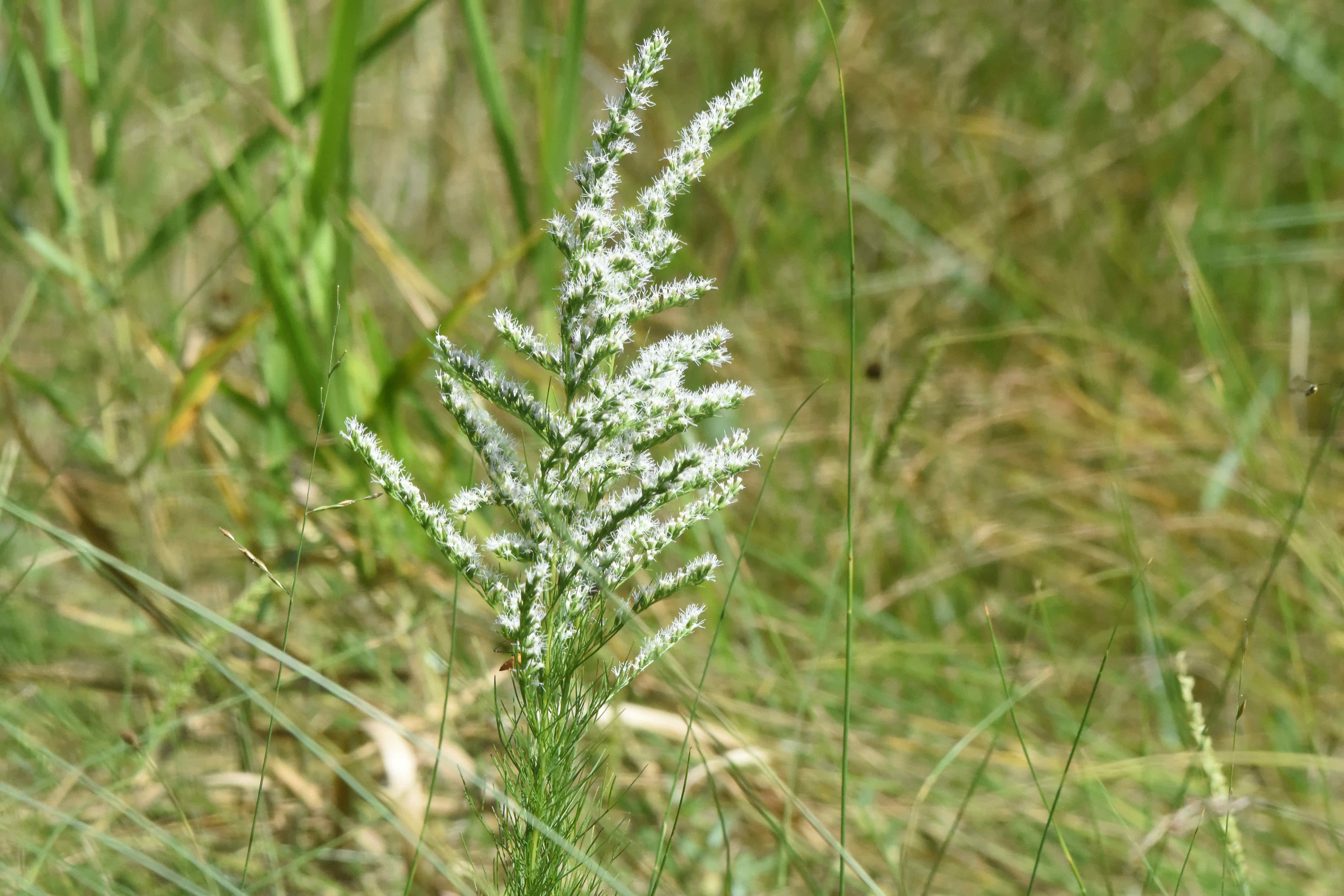 False Fennel