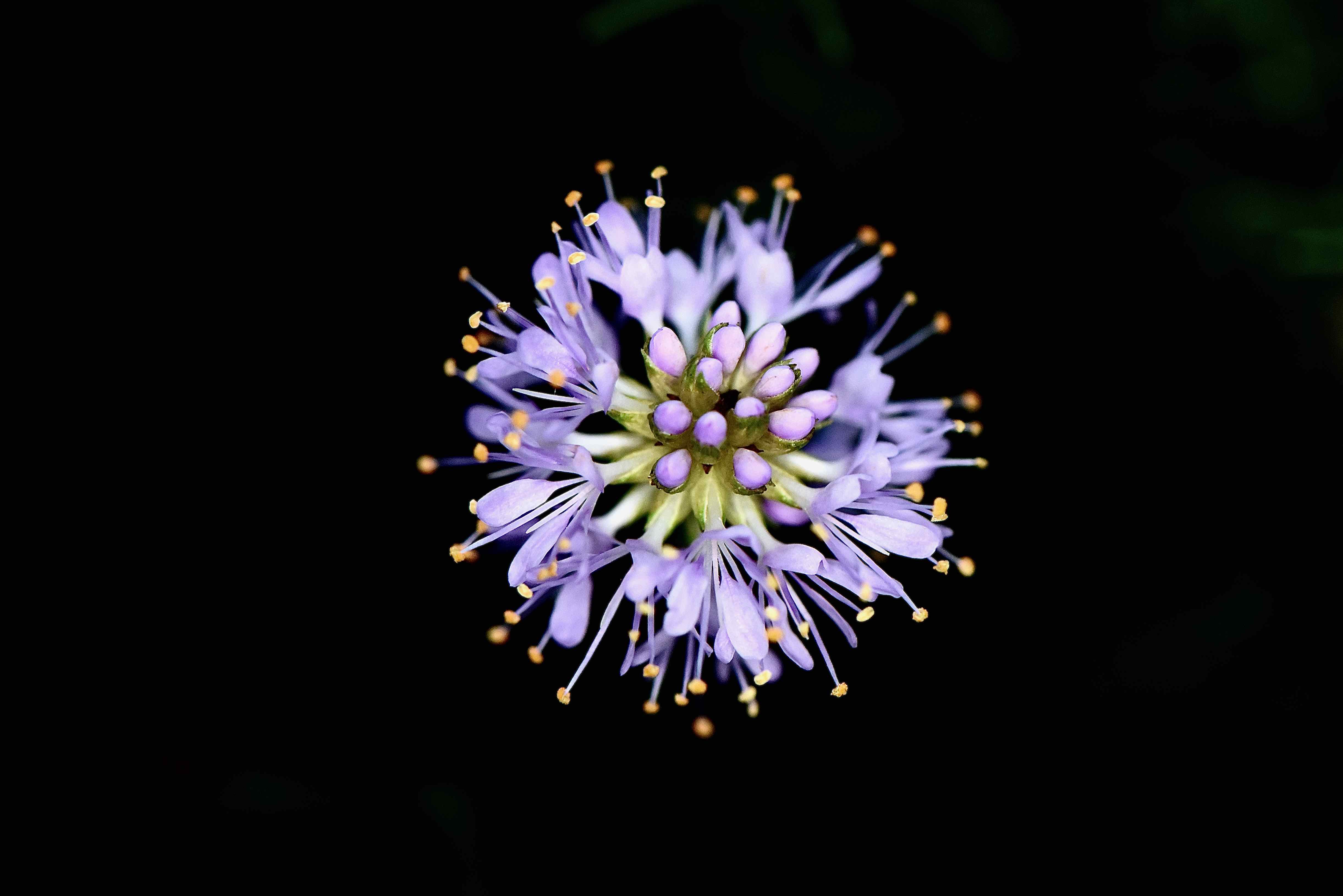 feay's prairie clover