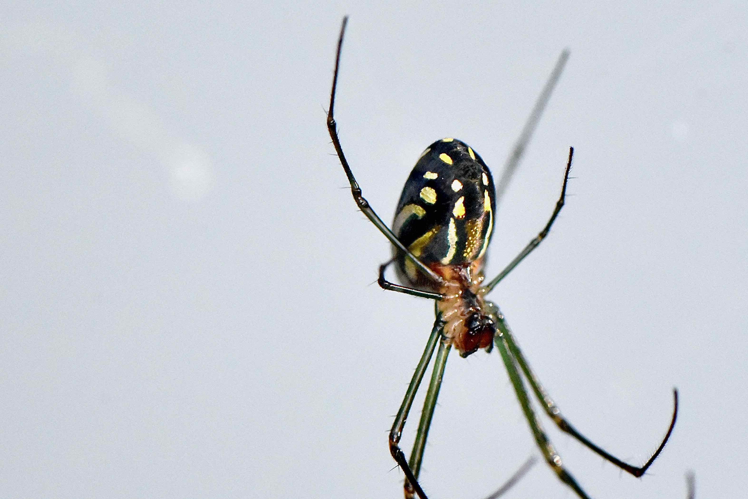 orchard orb spider
