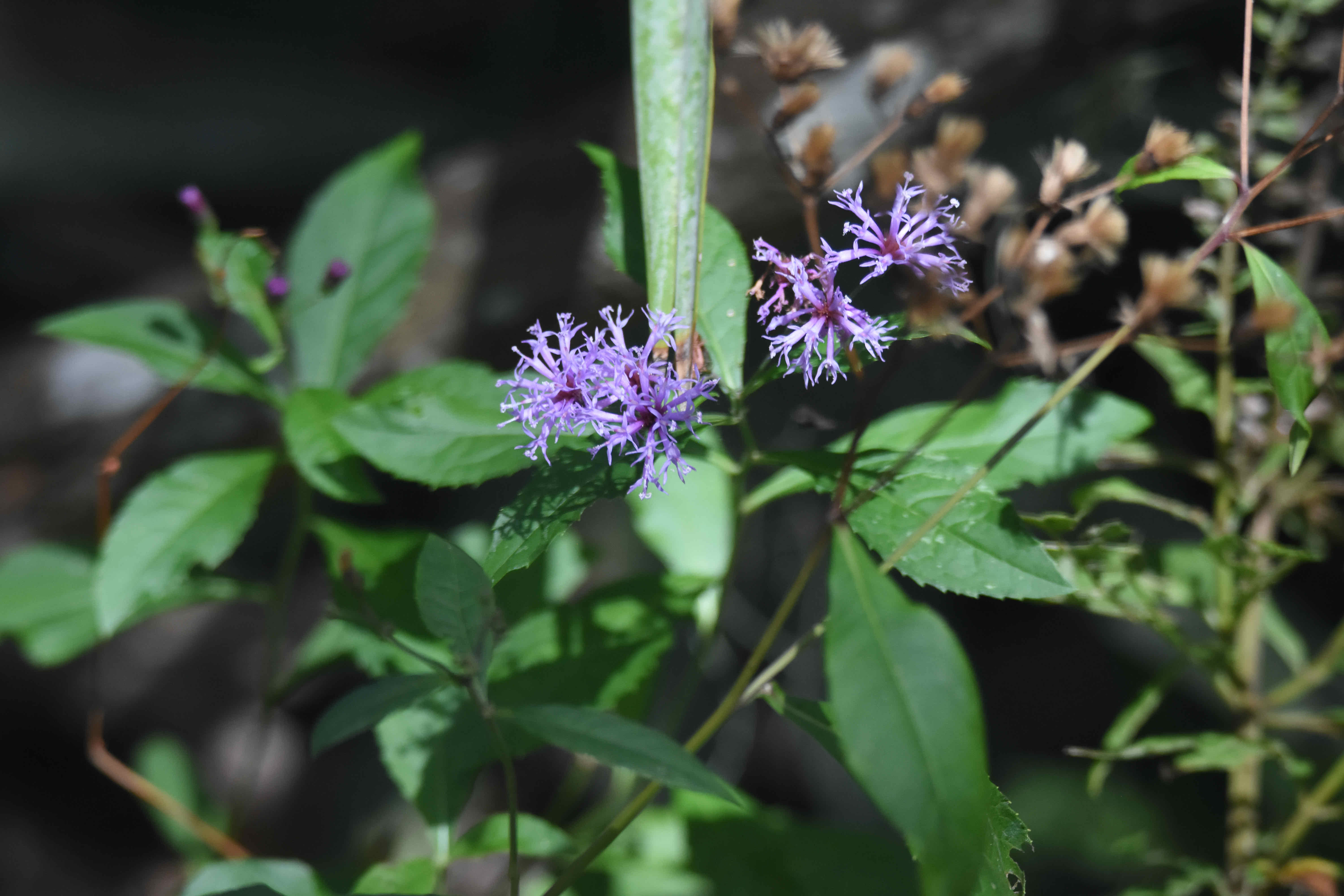 Giant Ironweed