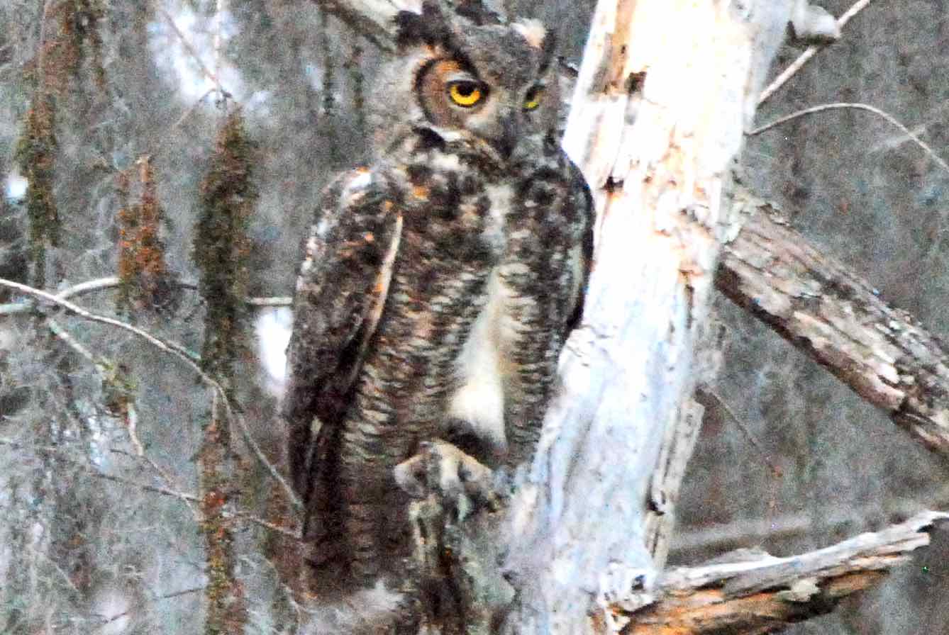 Great Horned Owl