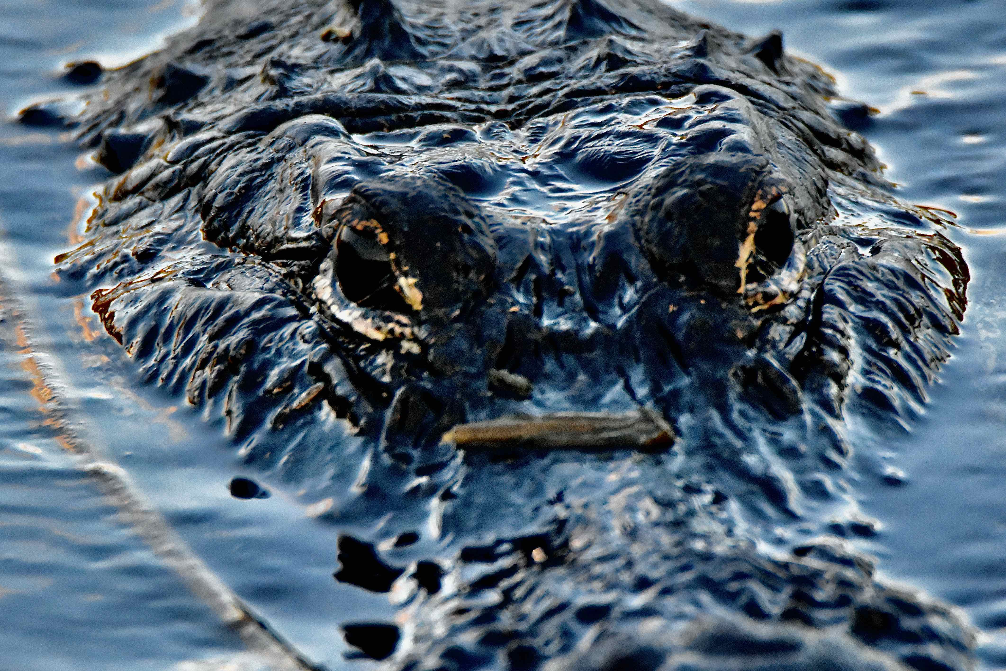 american alligator
