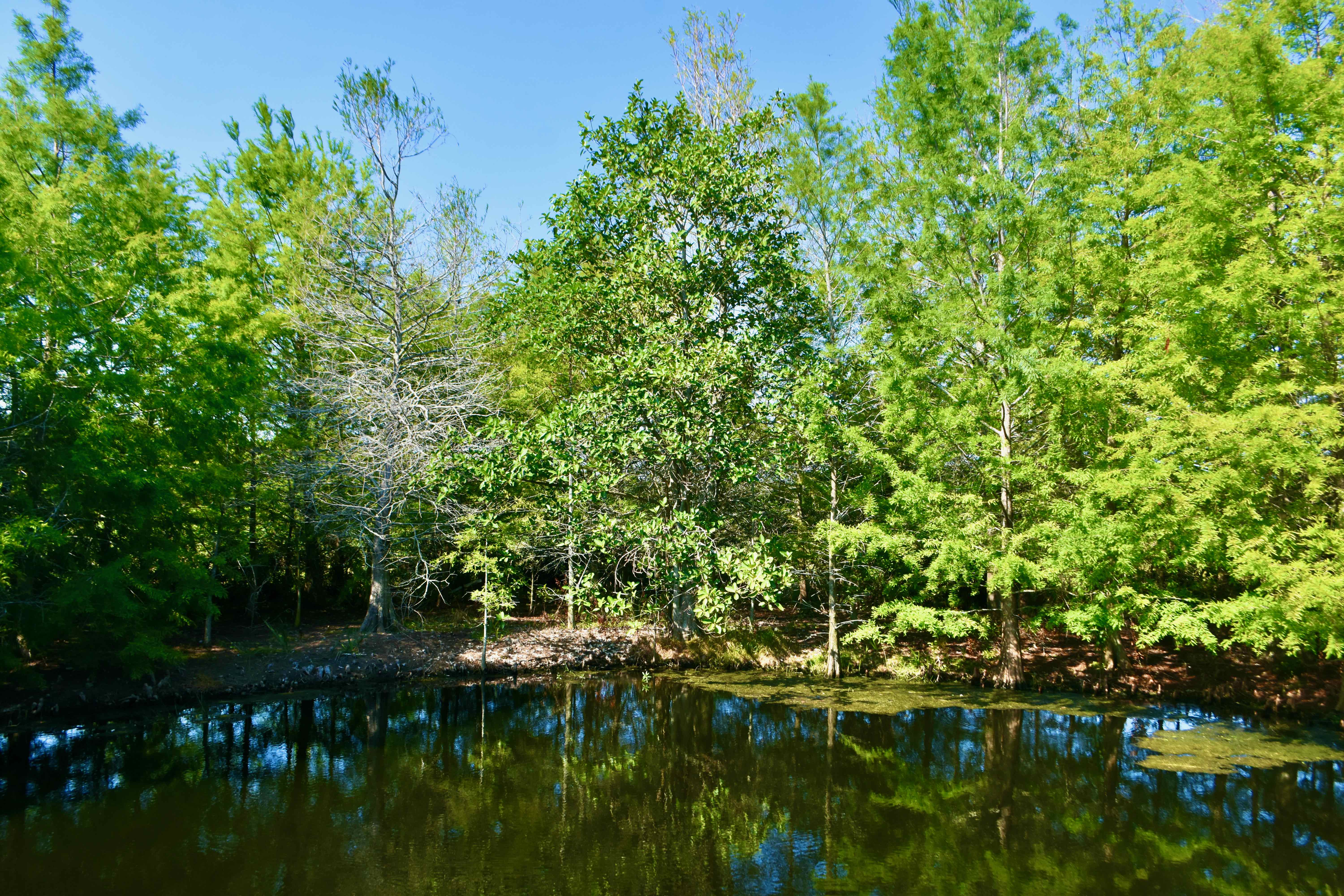 gator hole