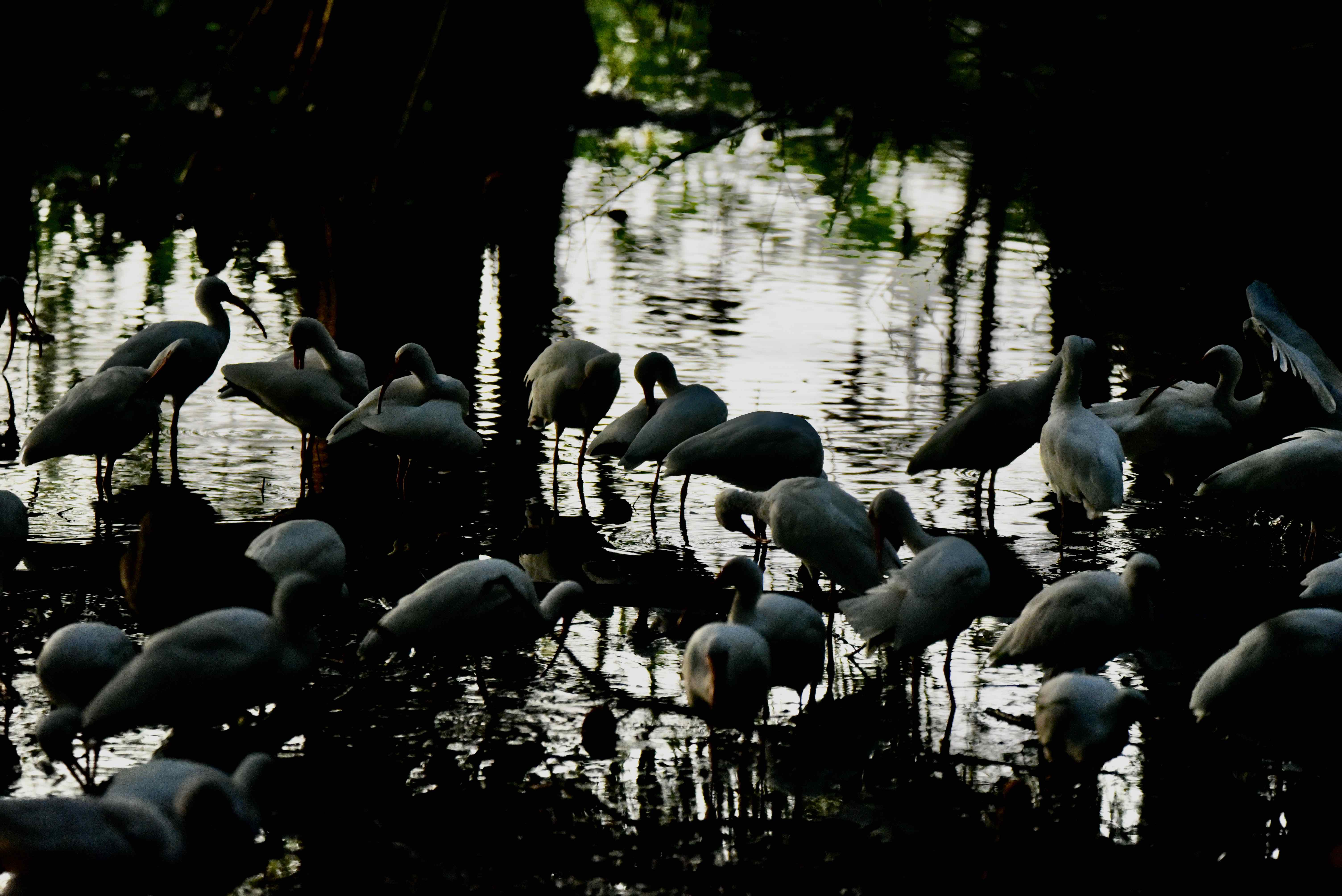 cypress swamp