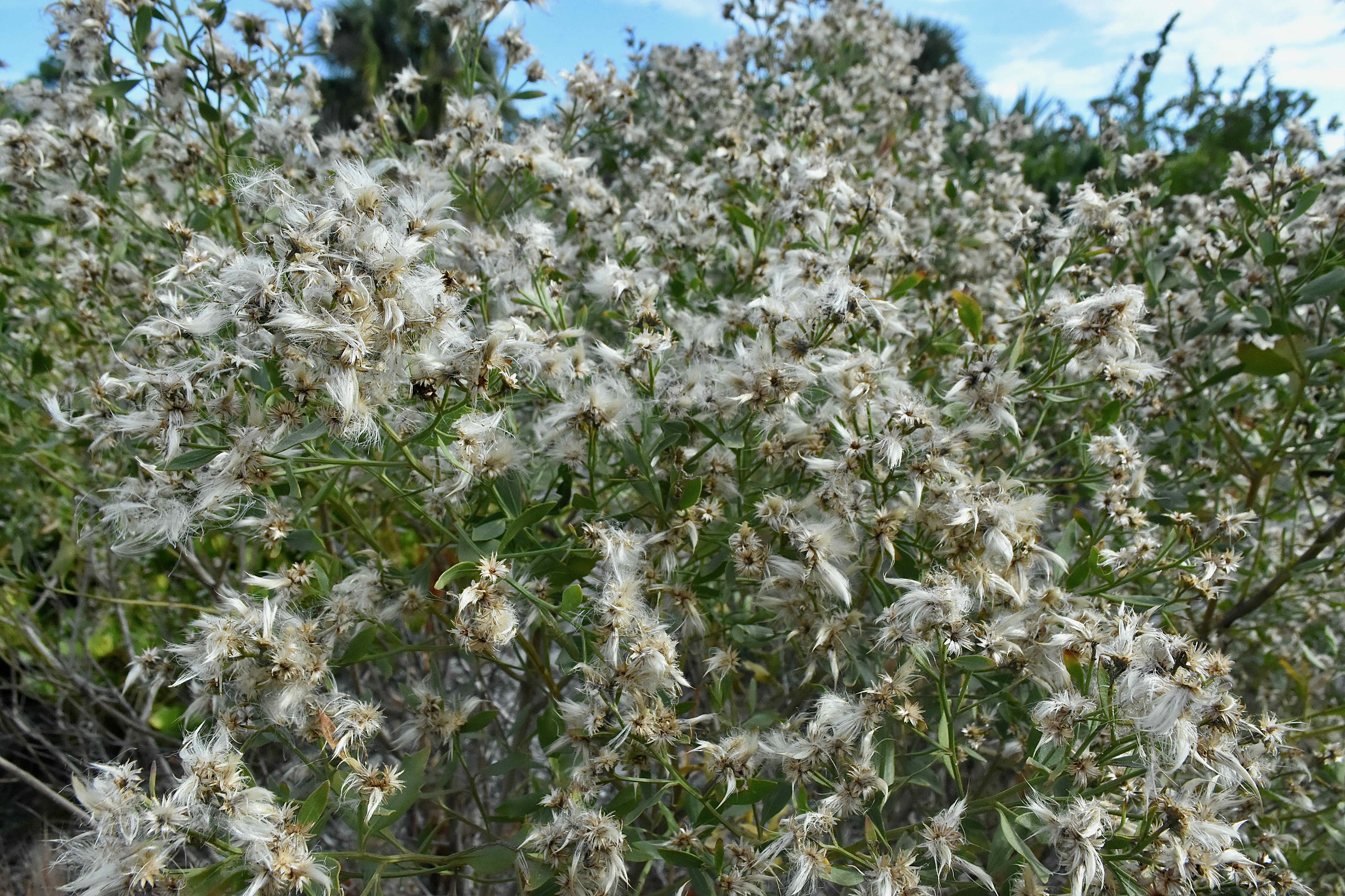 Groundsel