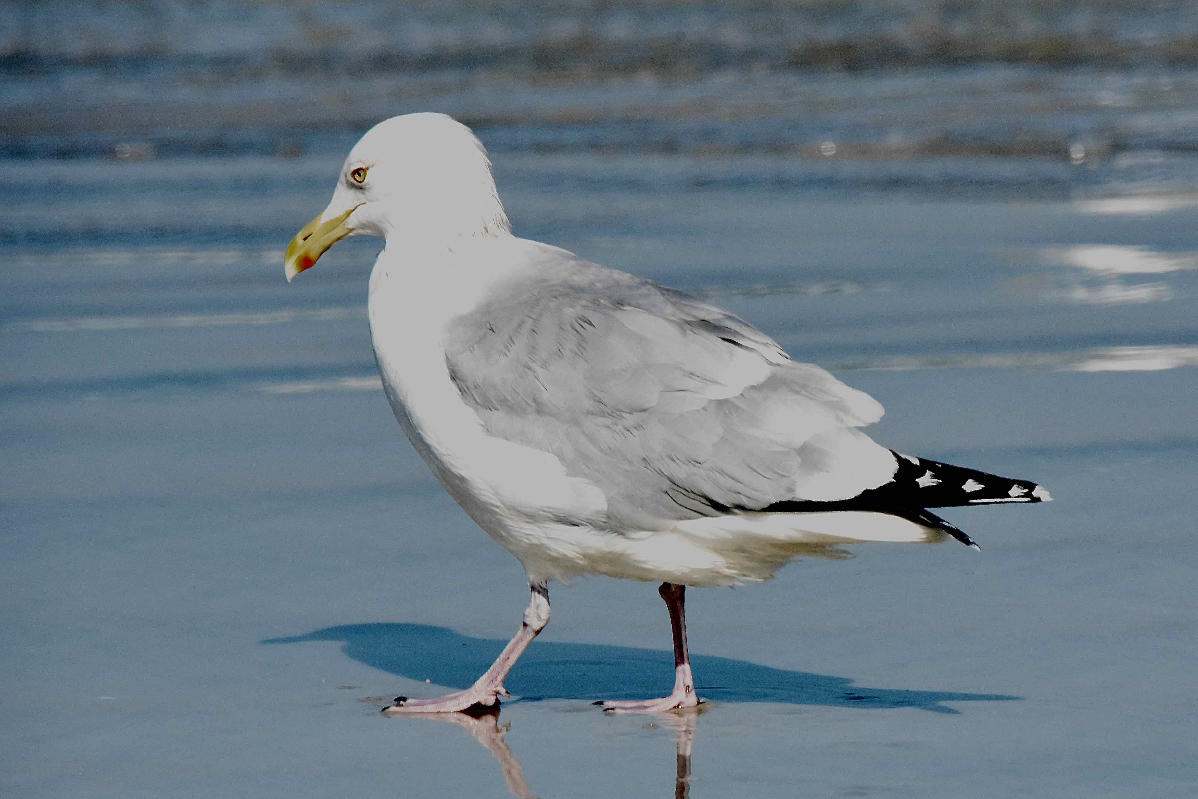 Herring Gull