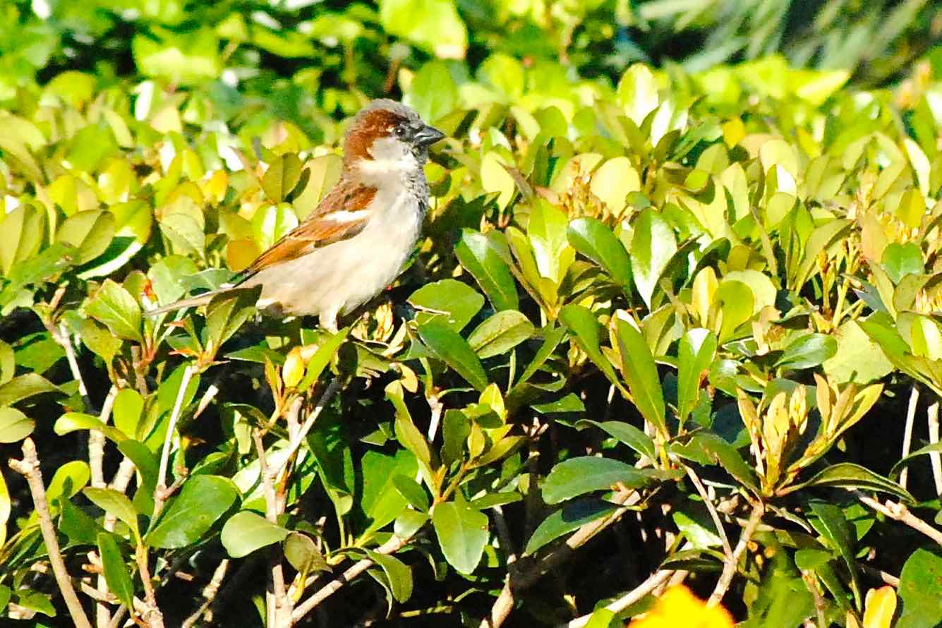 house sparrow