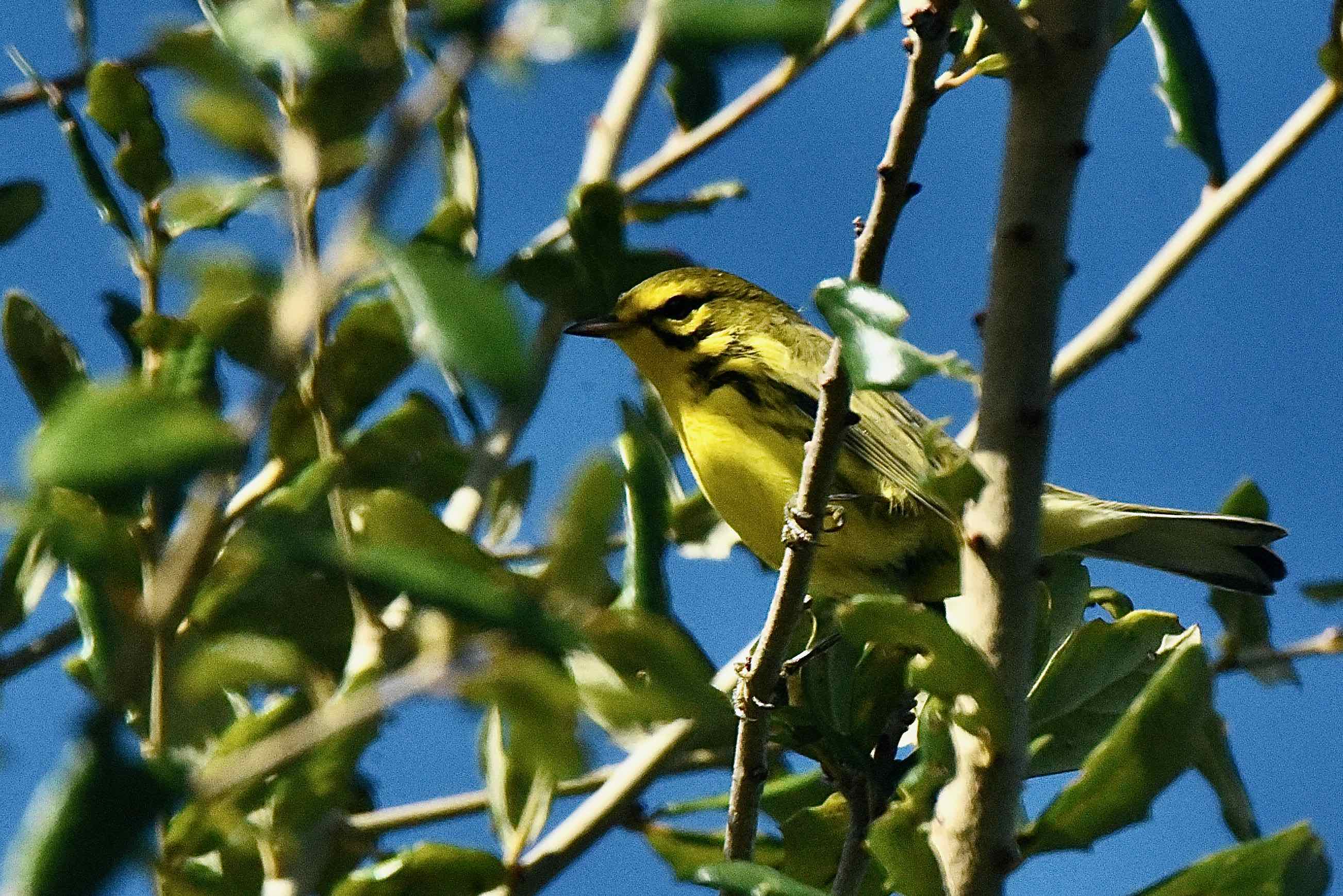 prairie warbler