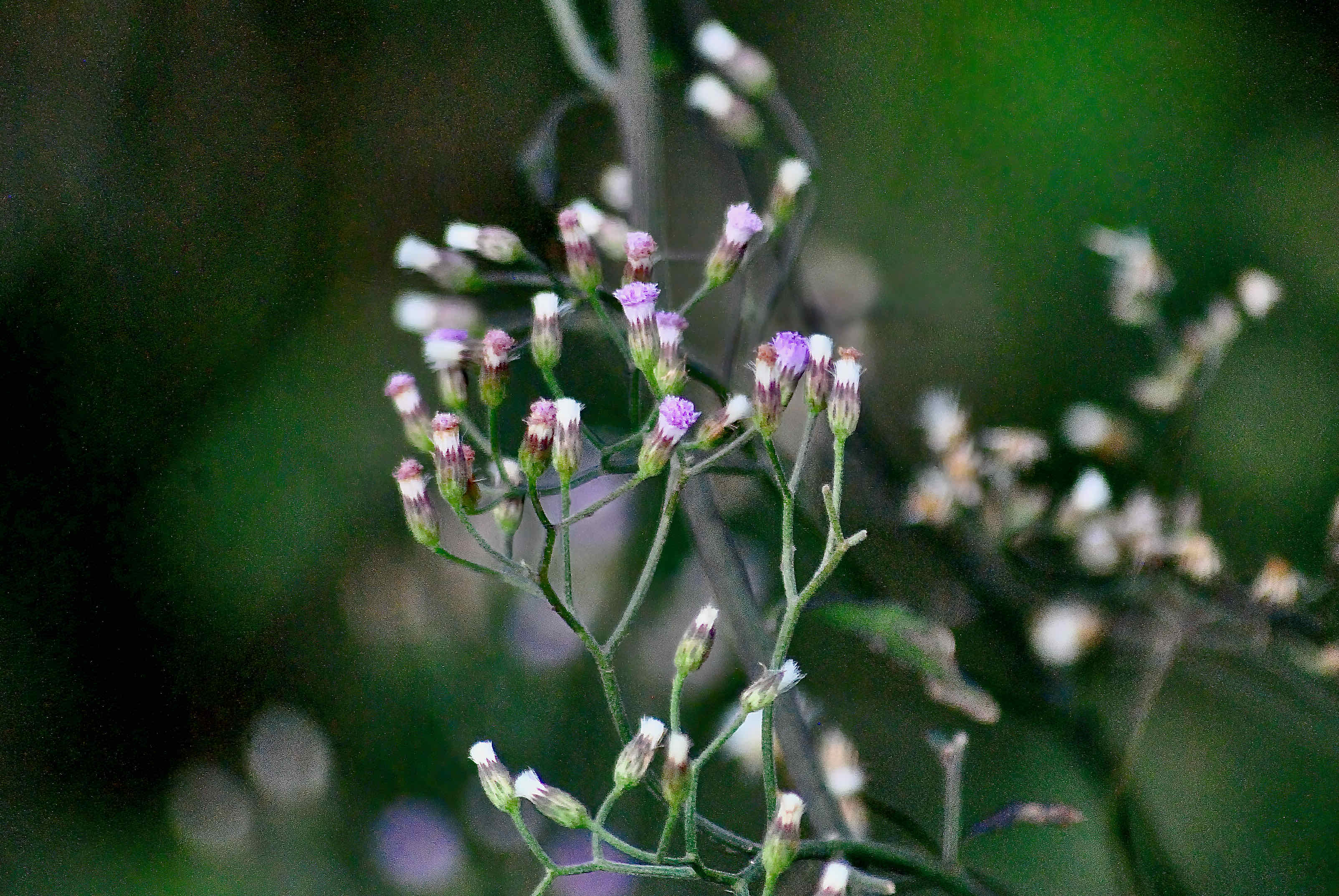 Little Ironweed