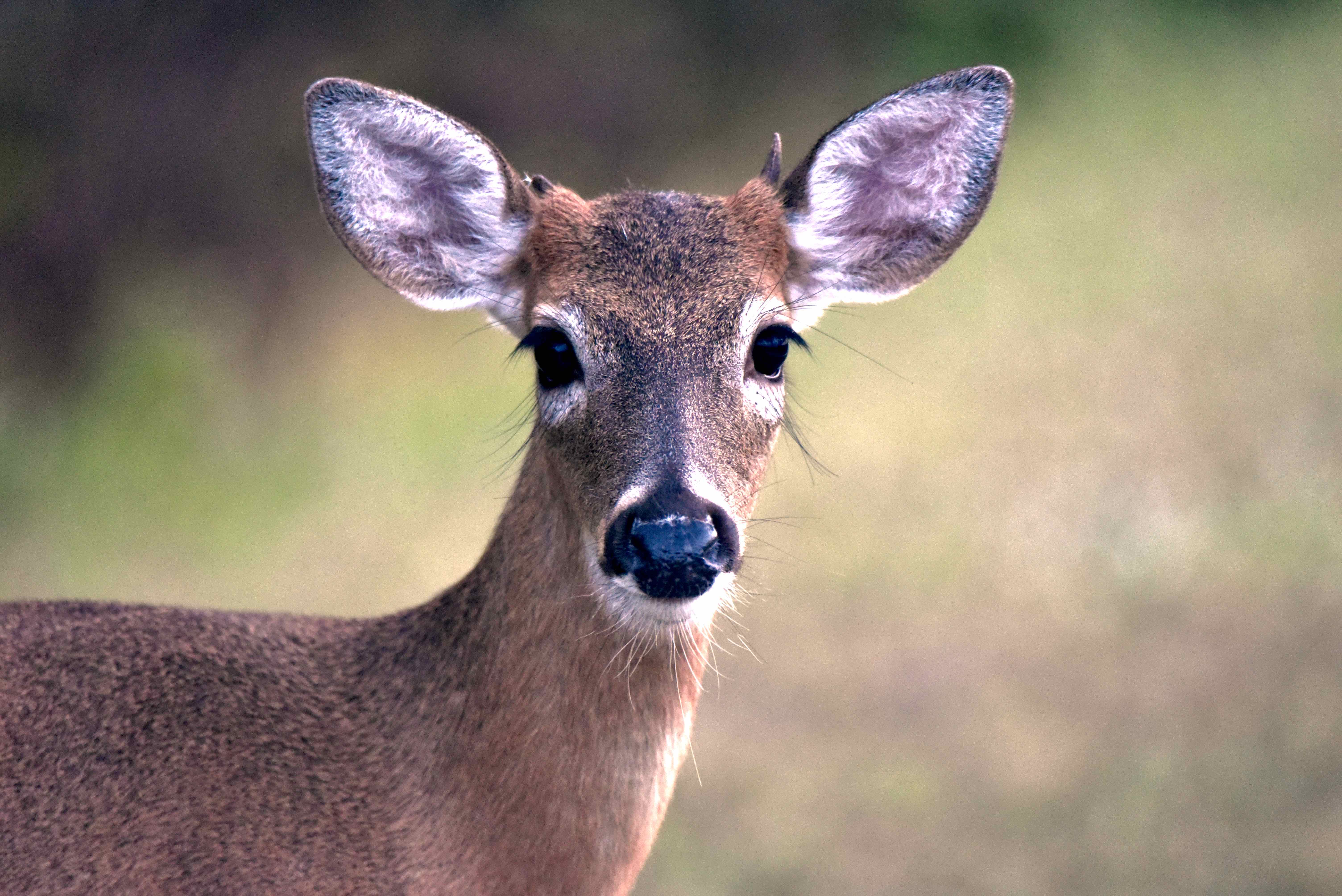 deer