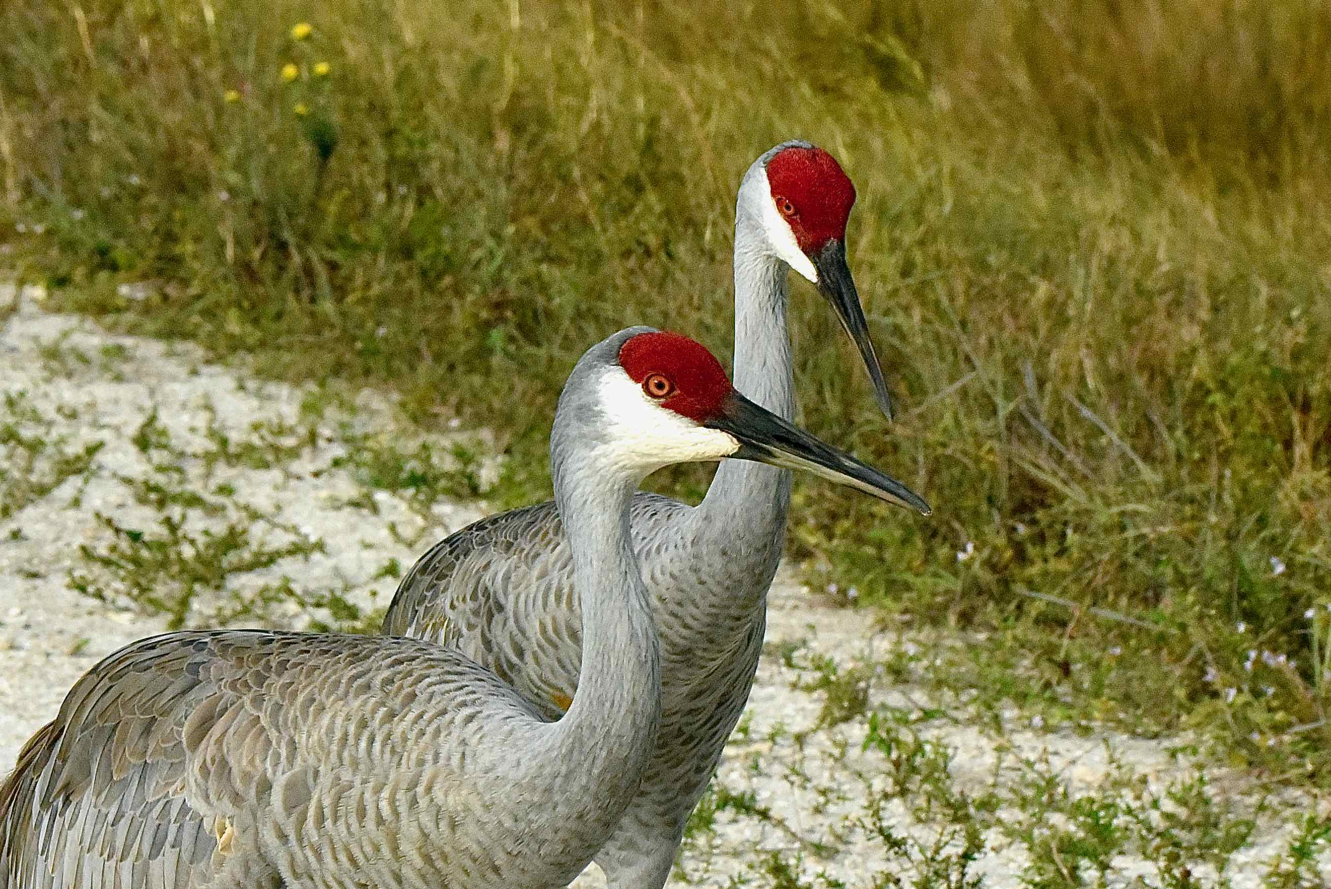 Sandhill Cranes