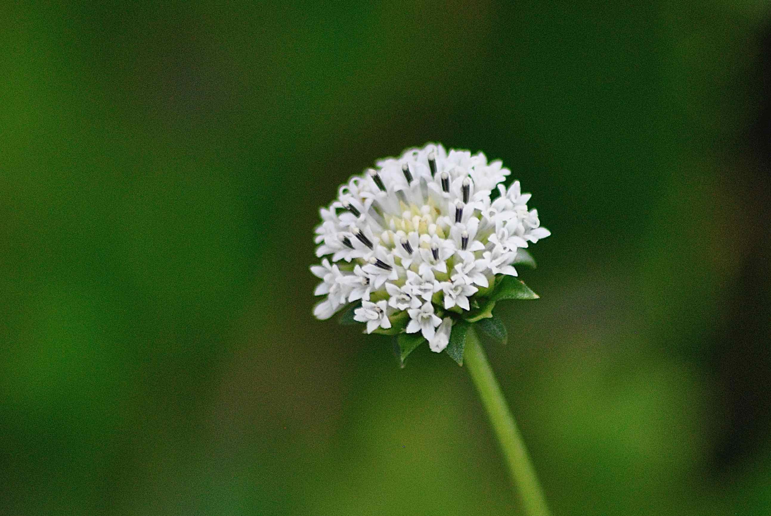 Melanthera / Snow Squarestem