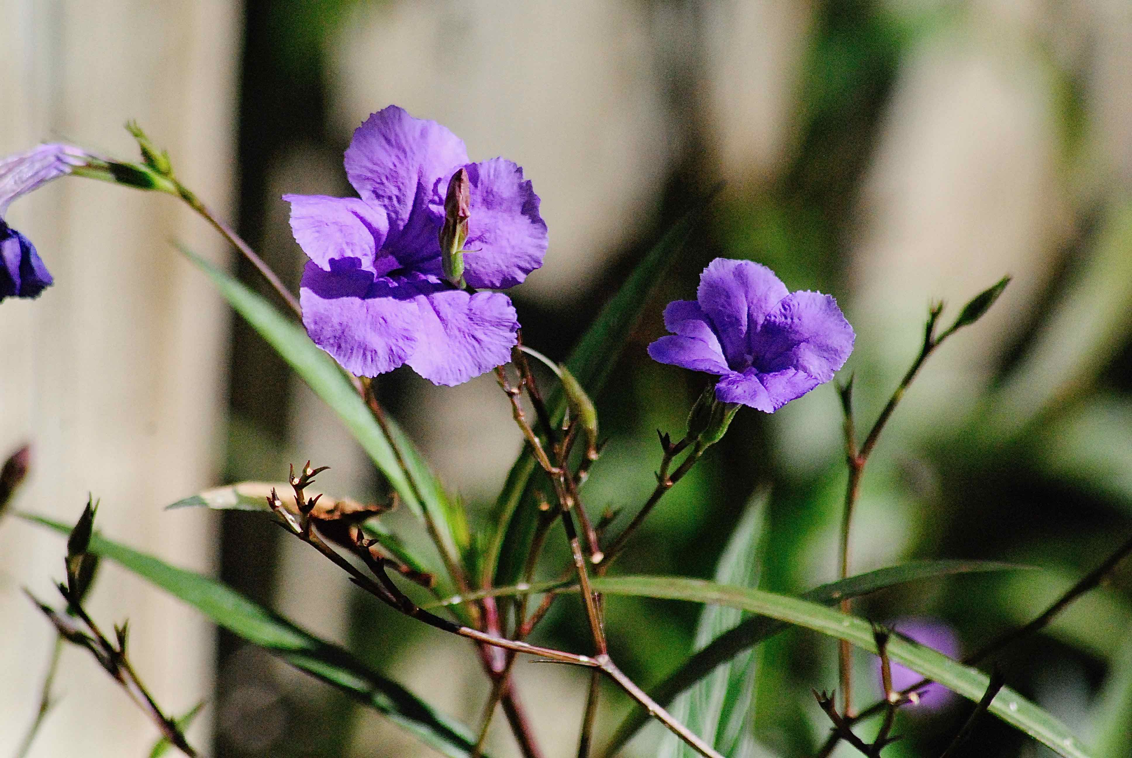 Mexican Petunia