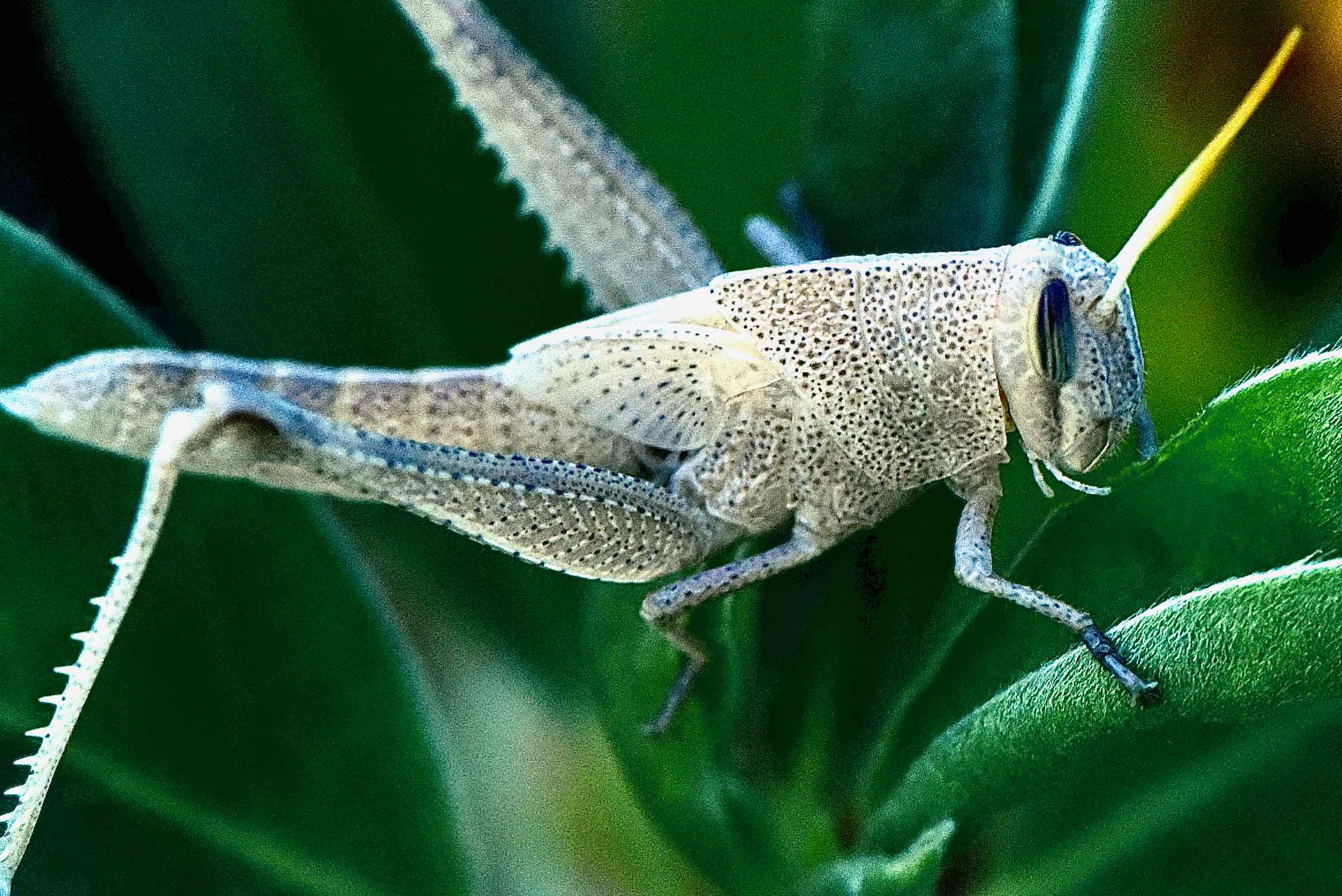 Mischievous Bird Grasshopper