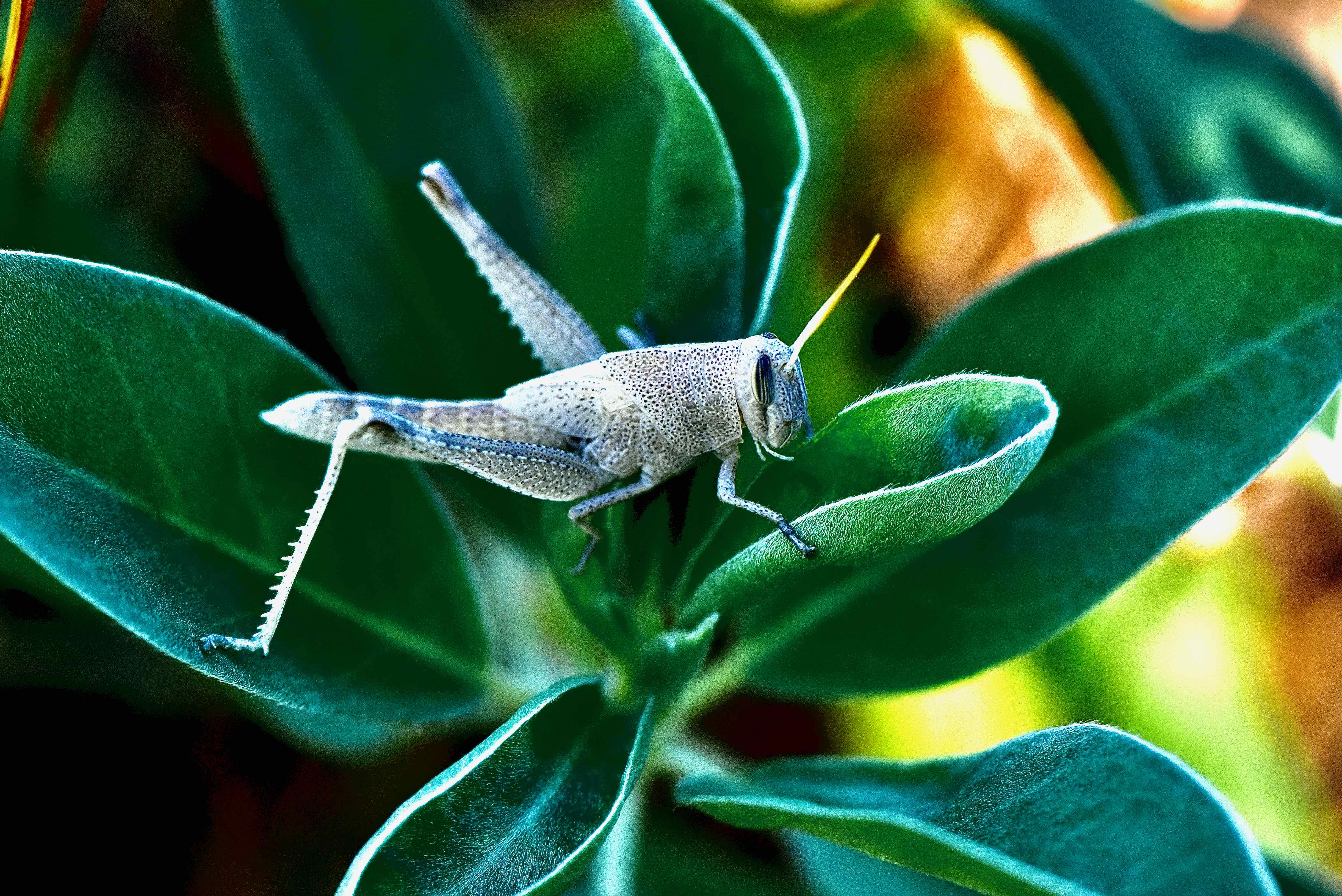 Mischievous Bird Grasshopper