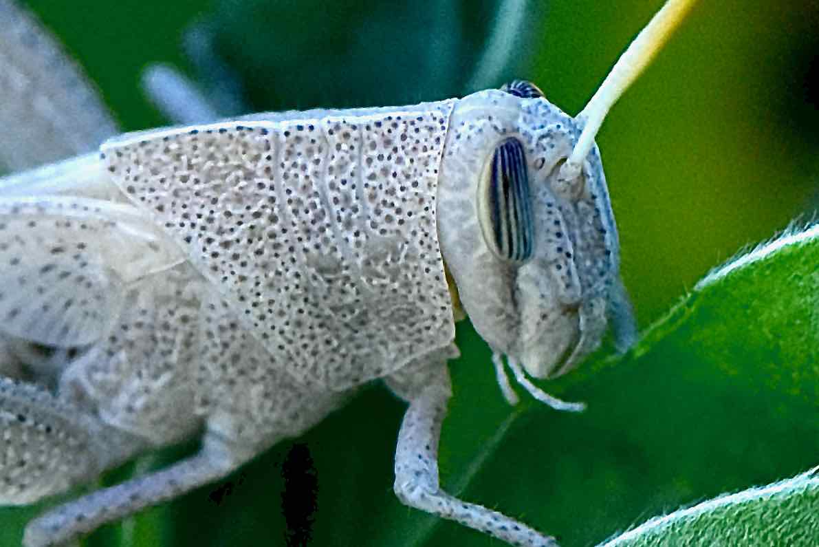 grasshopper