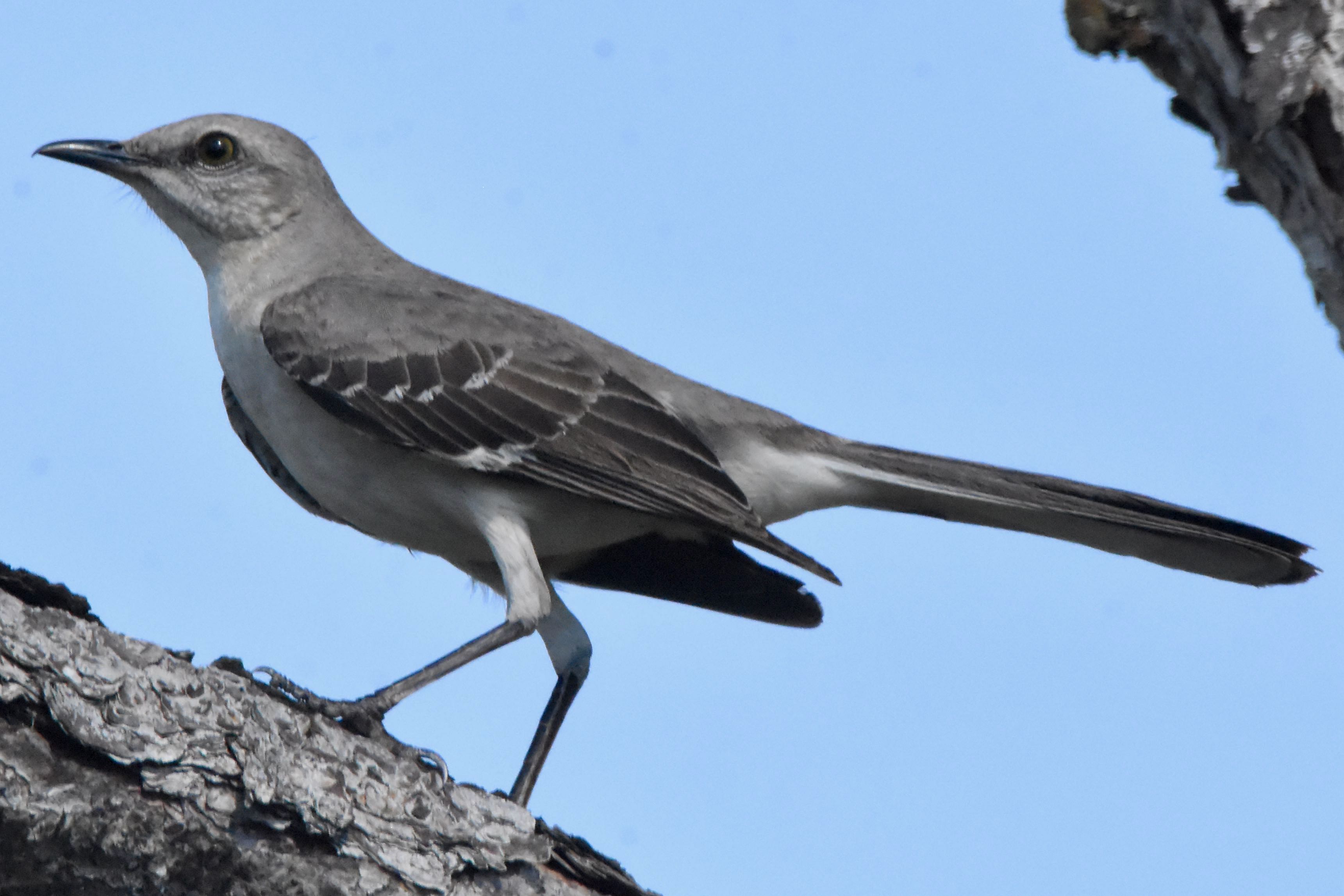 northern mockingbird