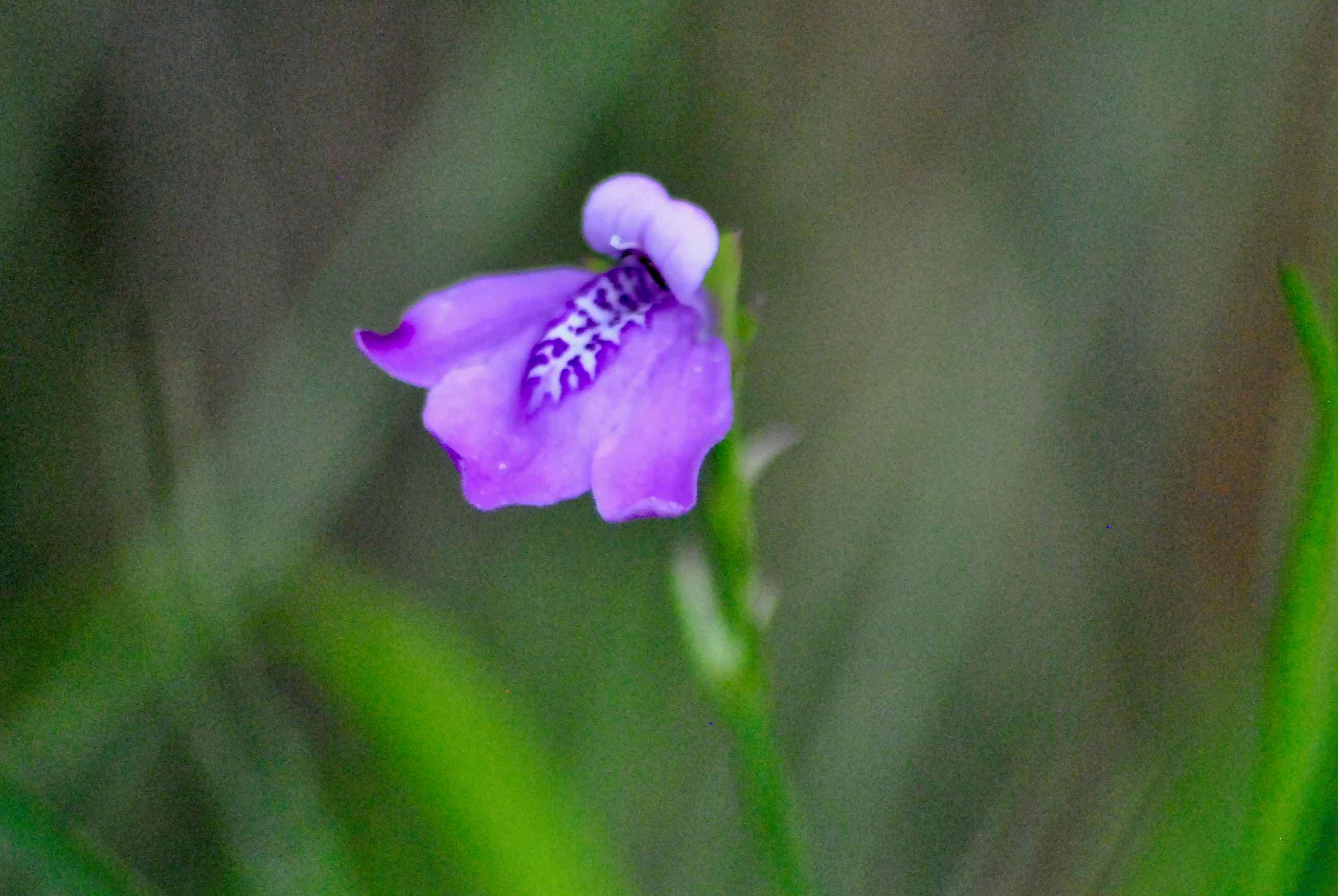 narrow-leaved waterwillow