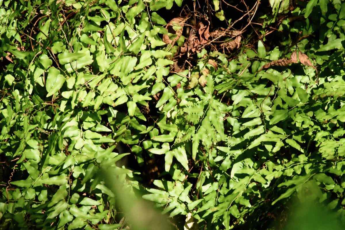 old world climbing fern
