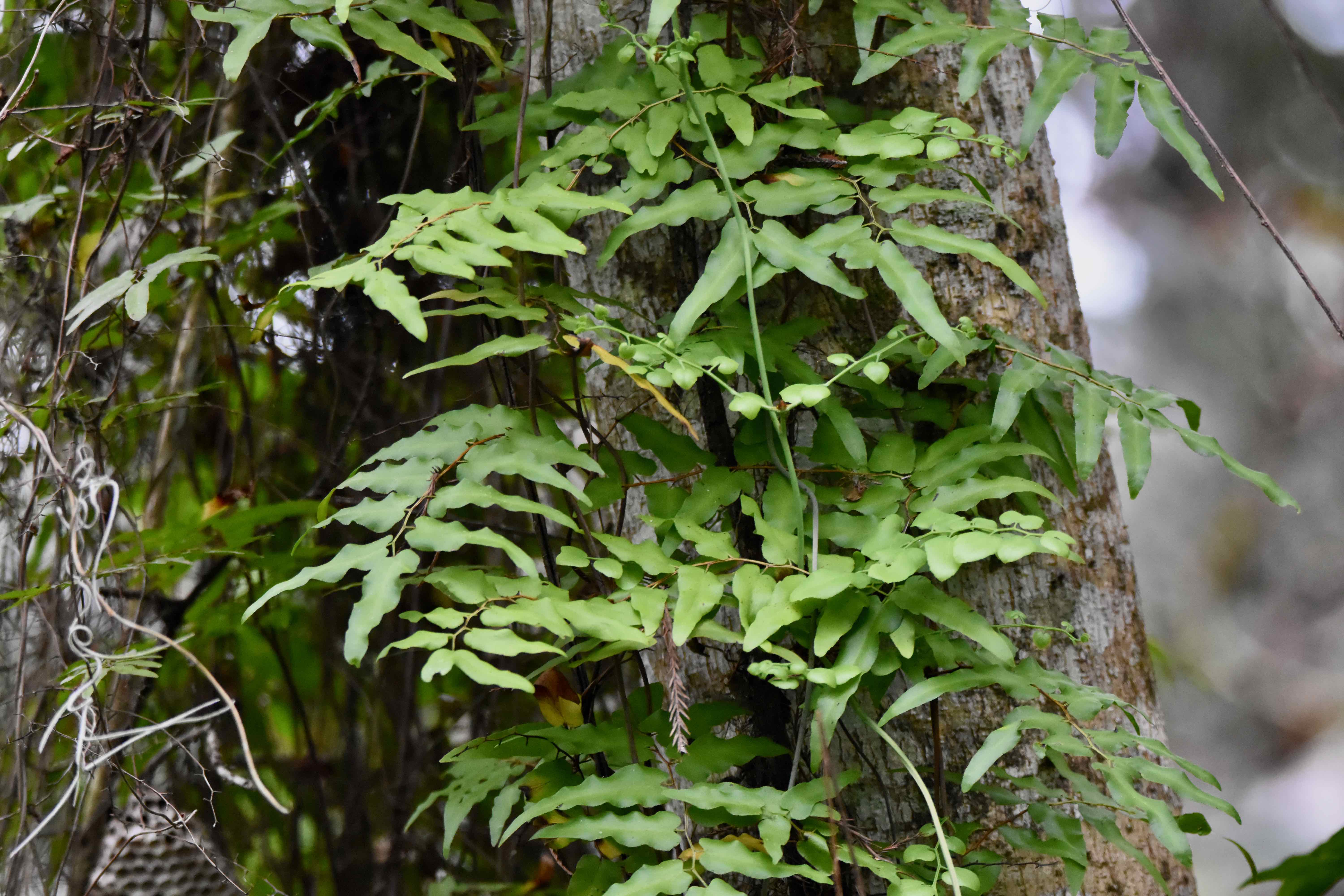 Old World Climbing Fern