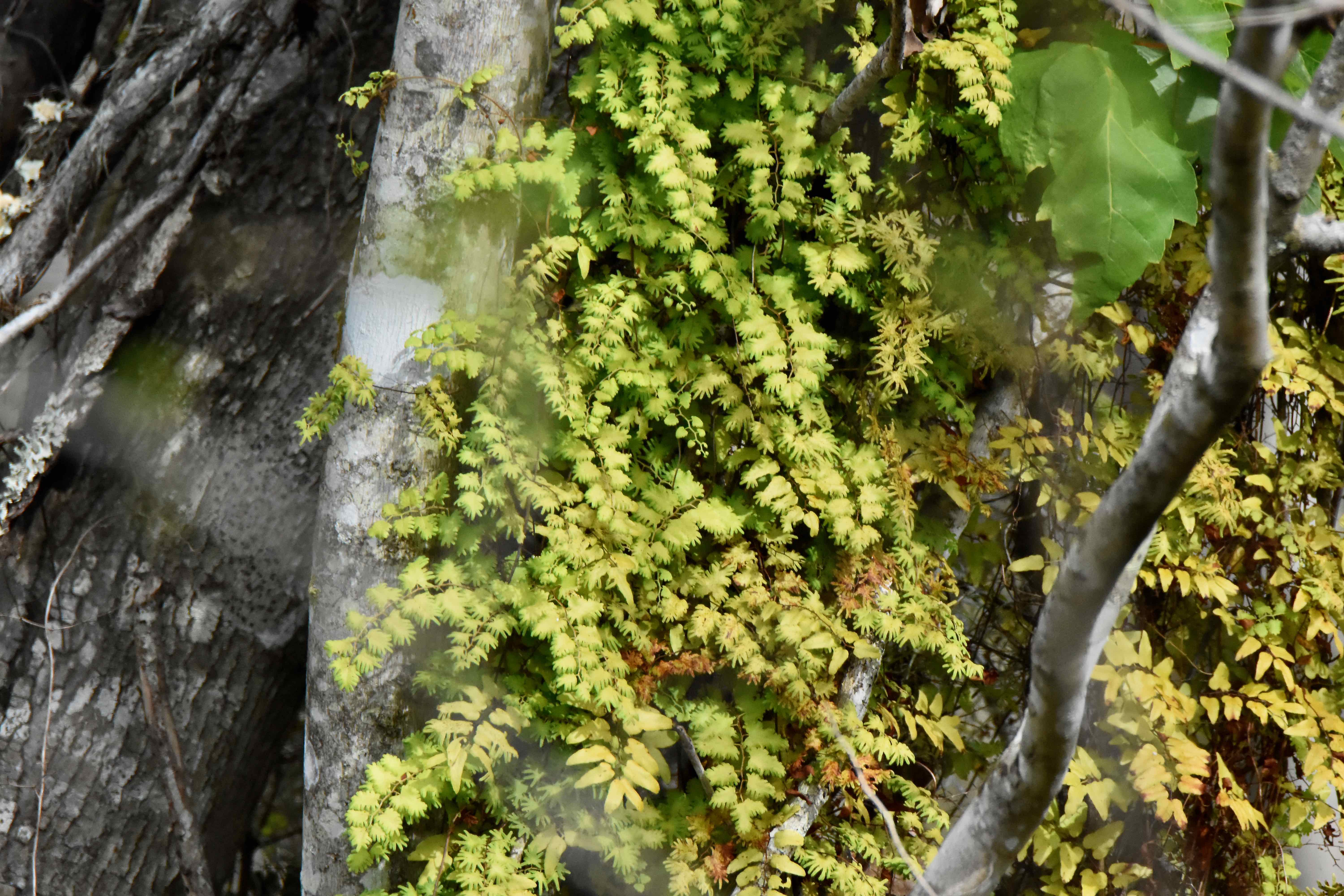 Old World Climbing Fern