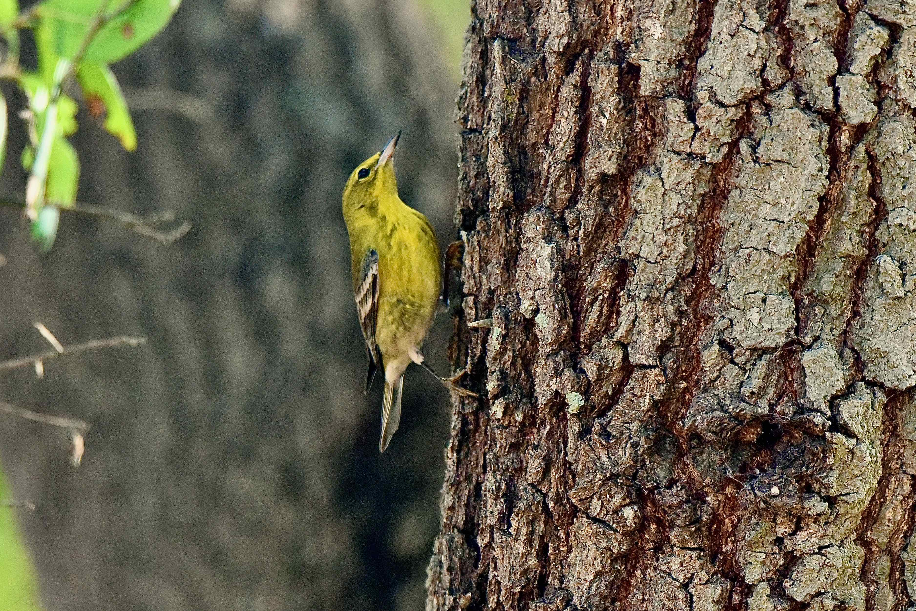 pine warbler