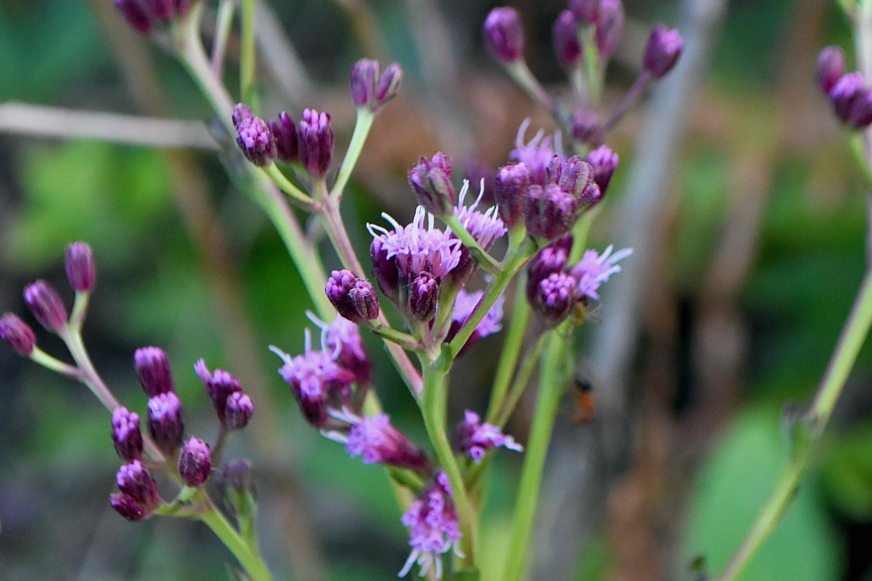 Pineland Purple / Deertongue