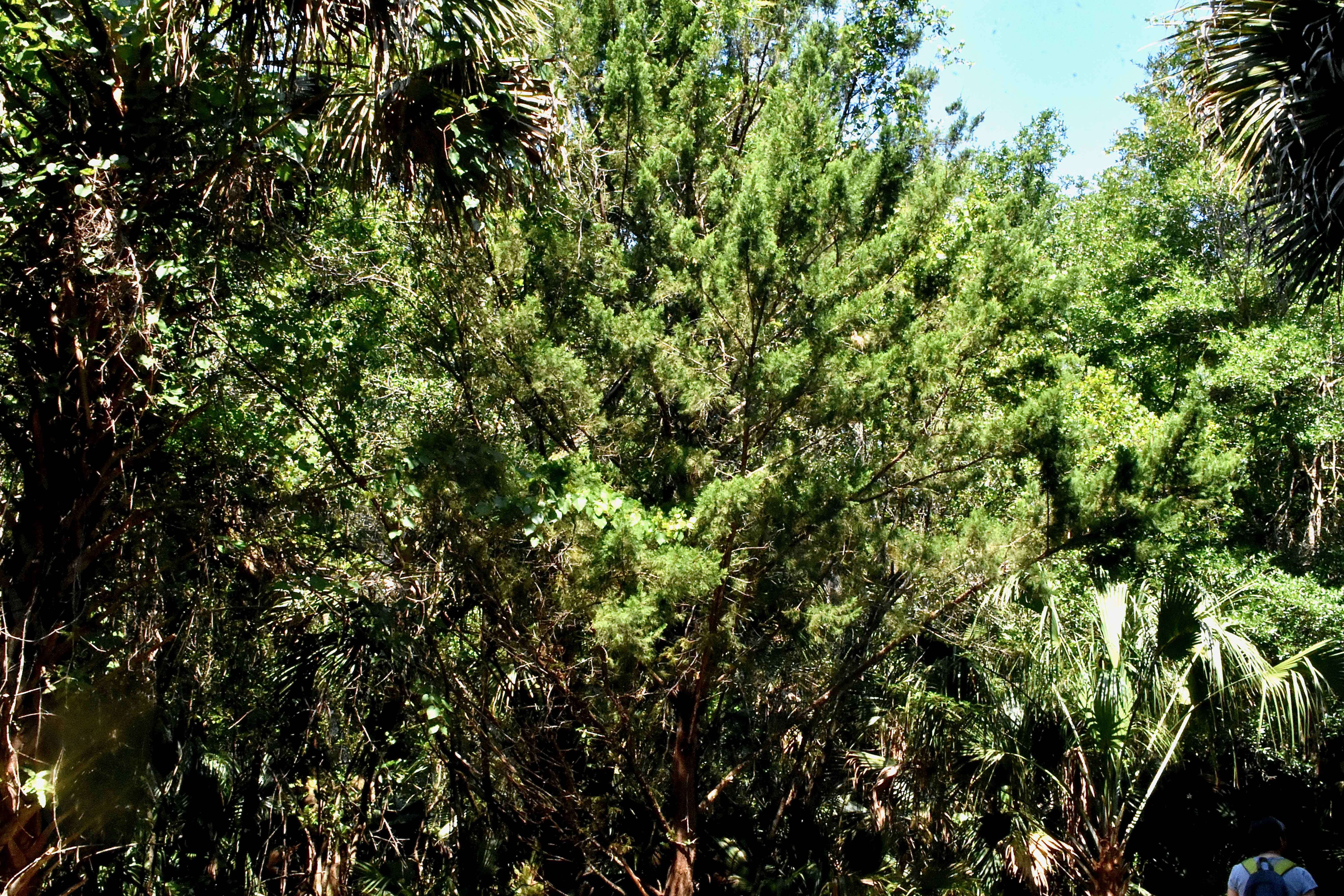 red cedar