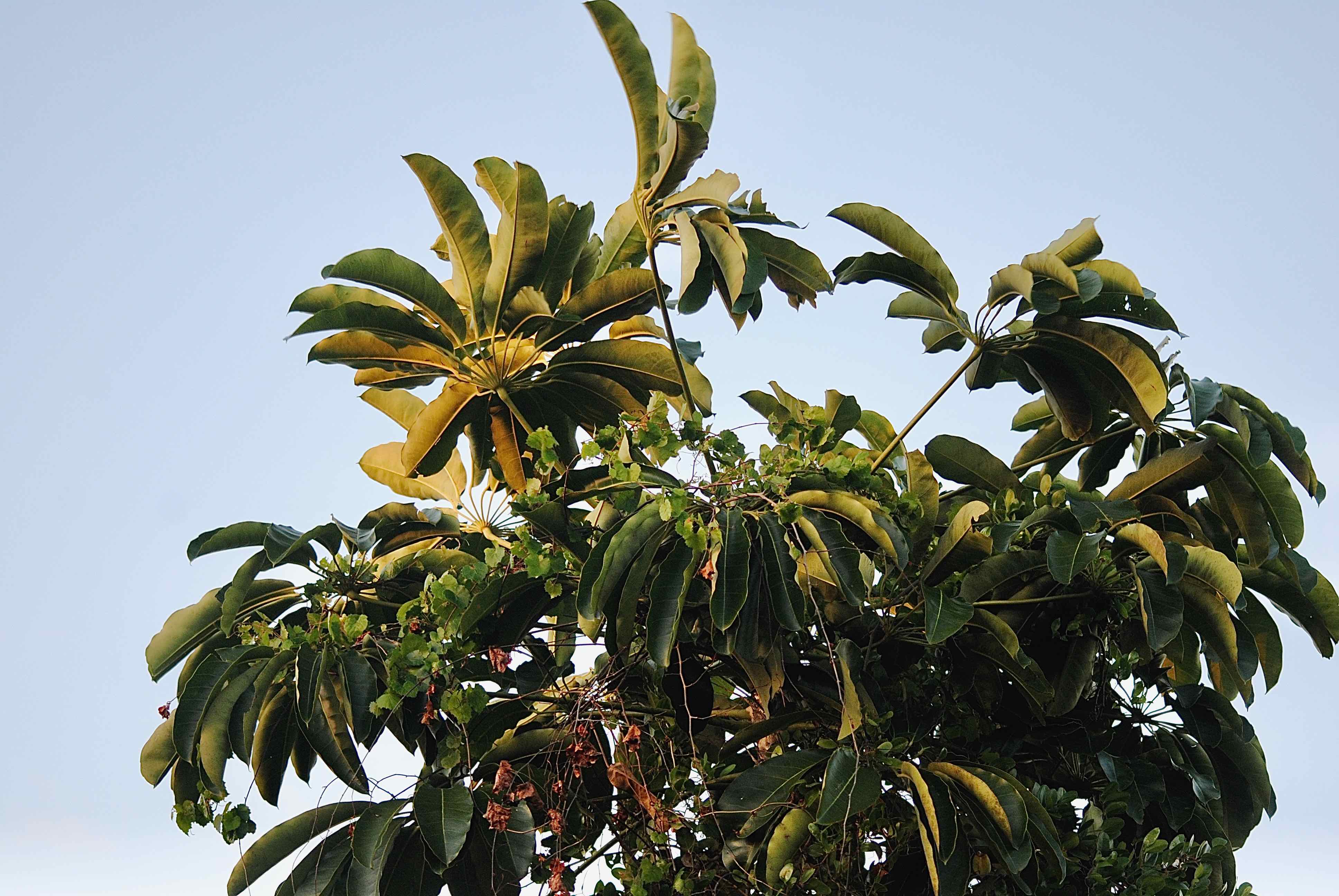 schefflera