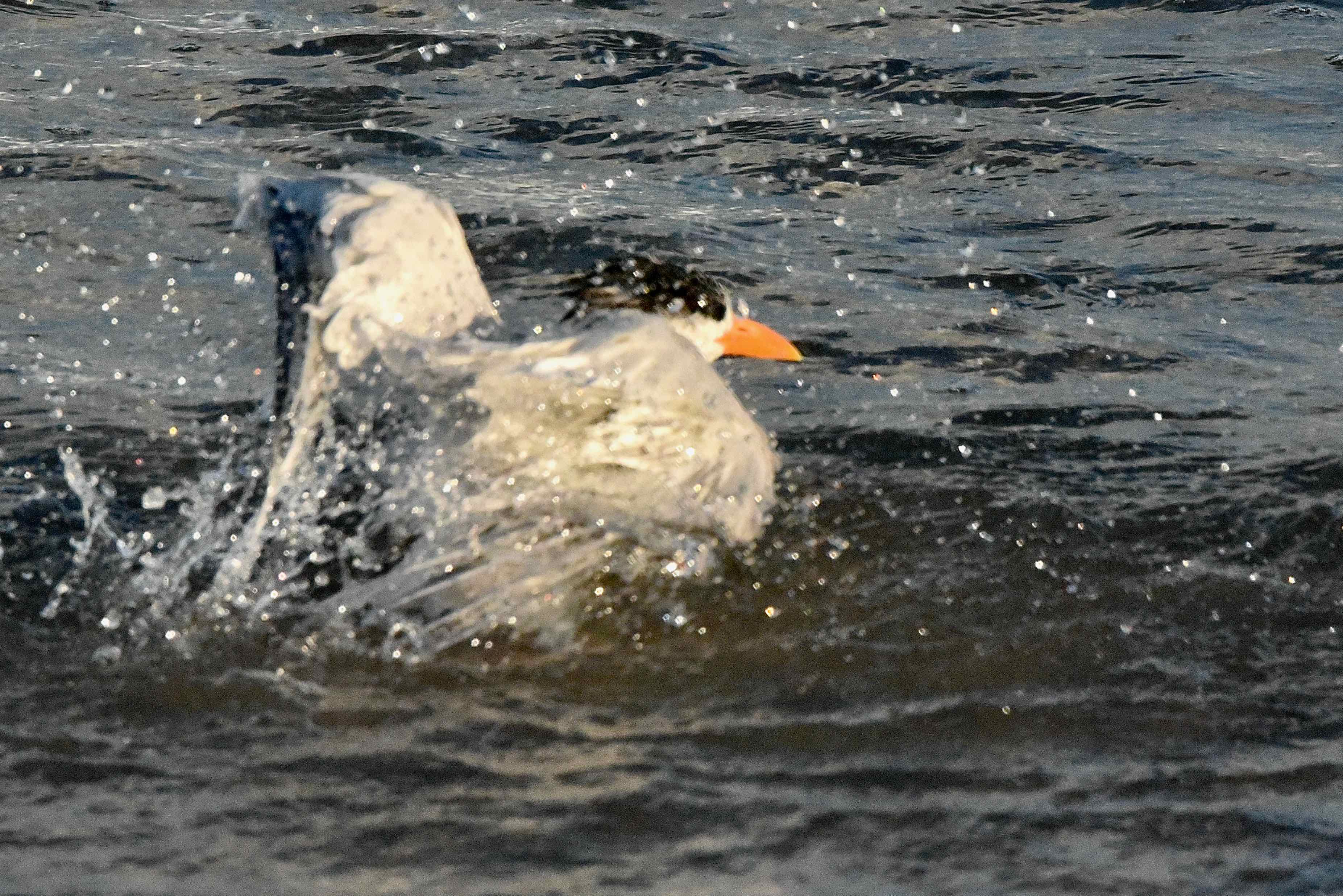 royal tern bathing