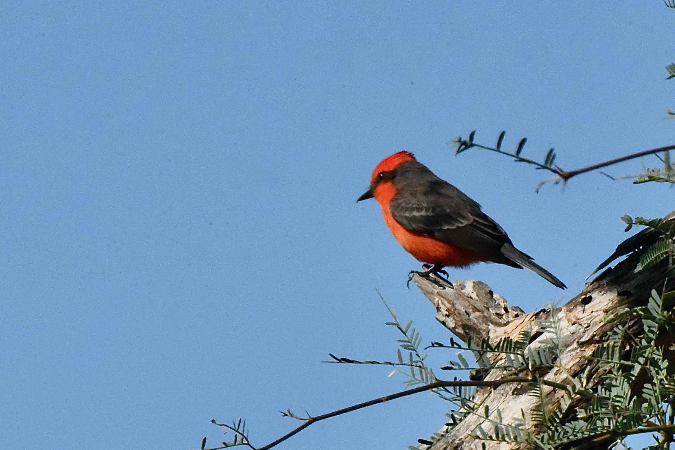 vermilion flycatcher