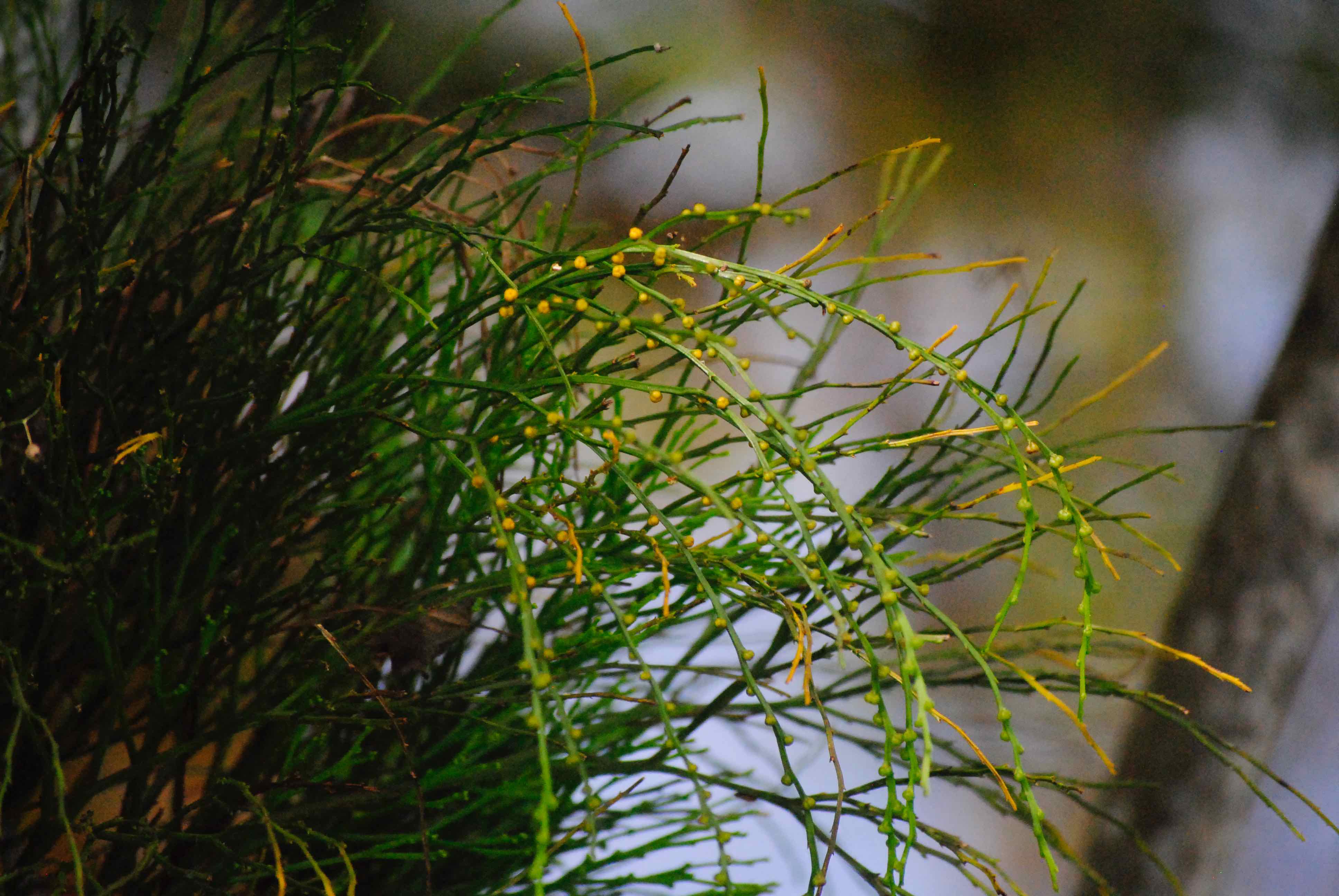 whisk fern