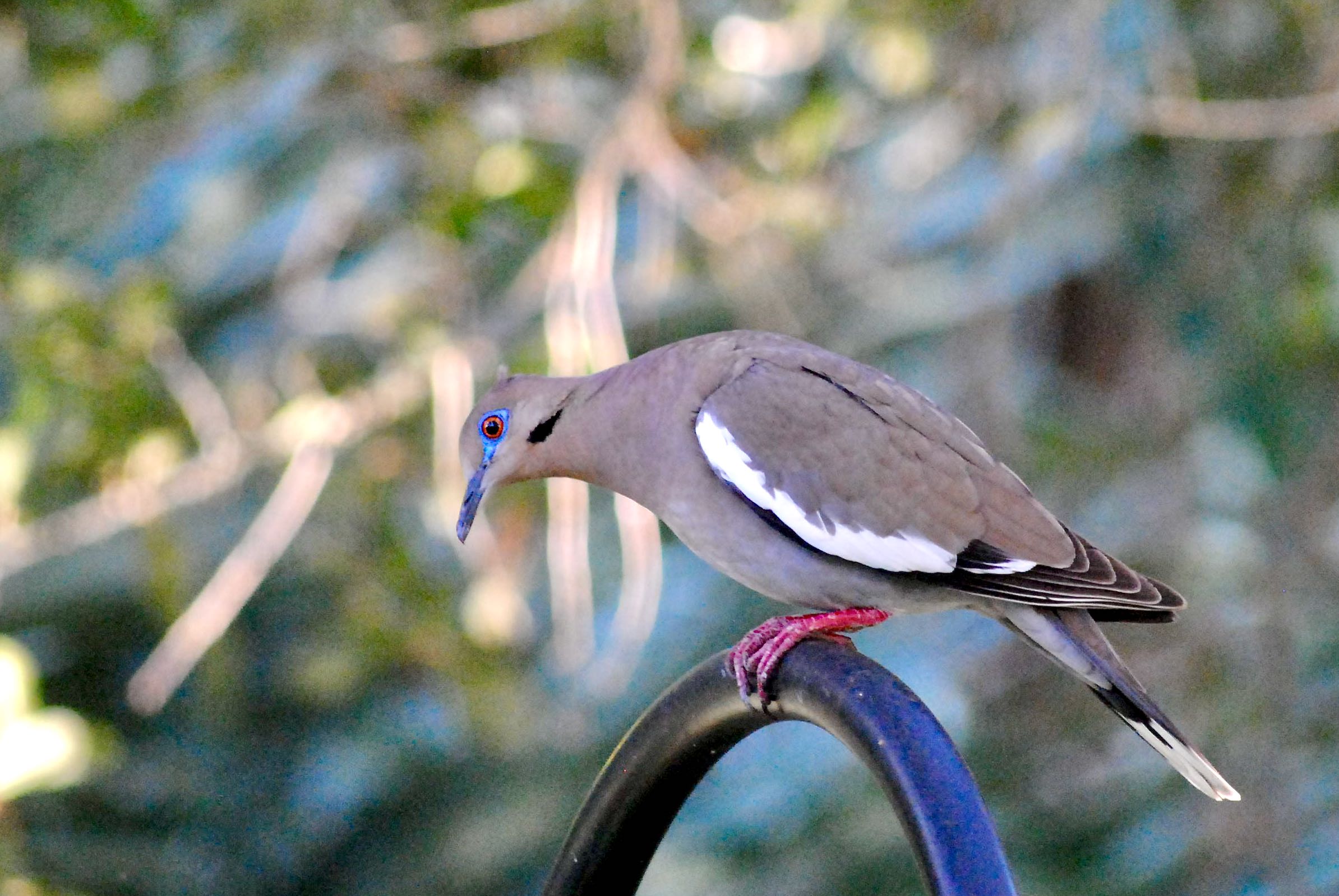 White Winged Dove White Winged Dove