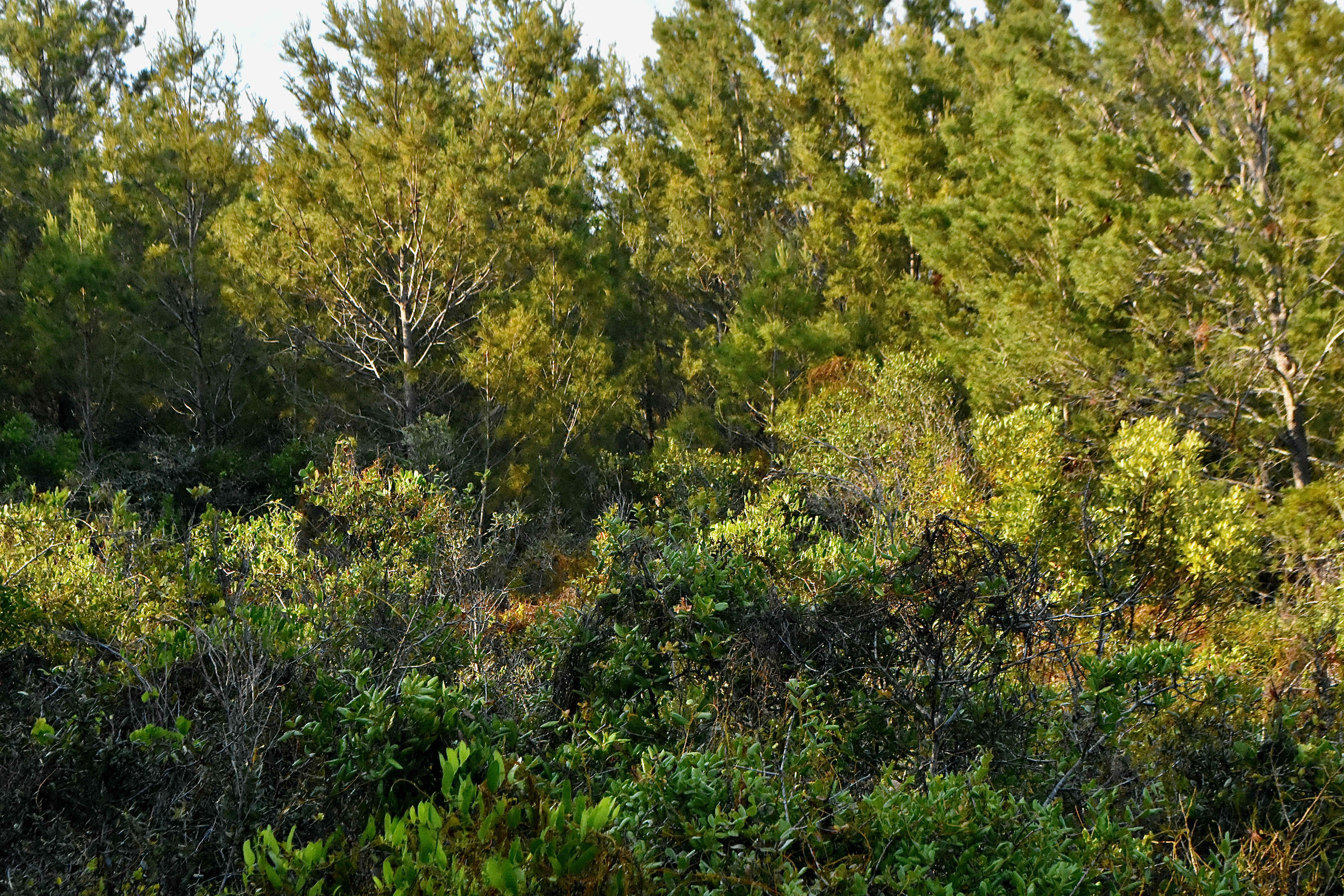 sand pines