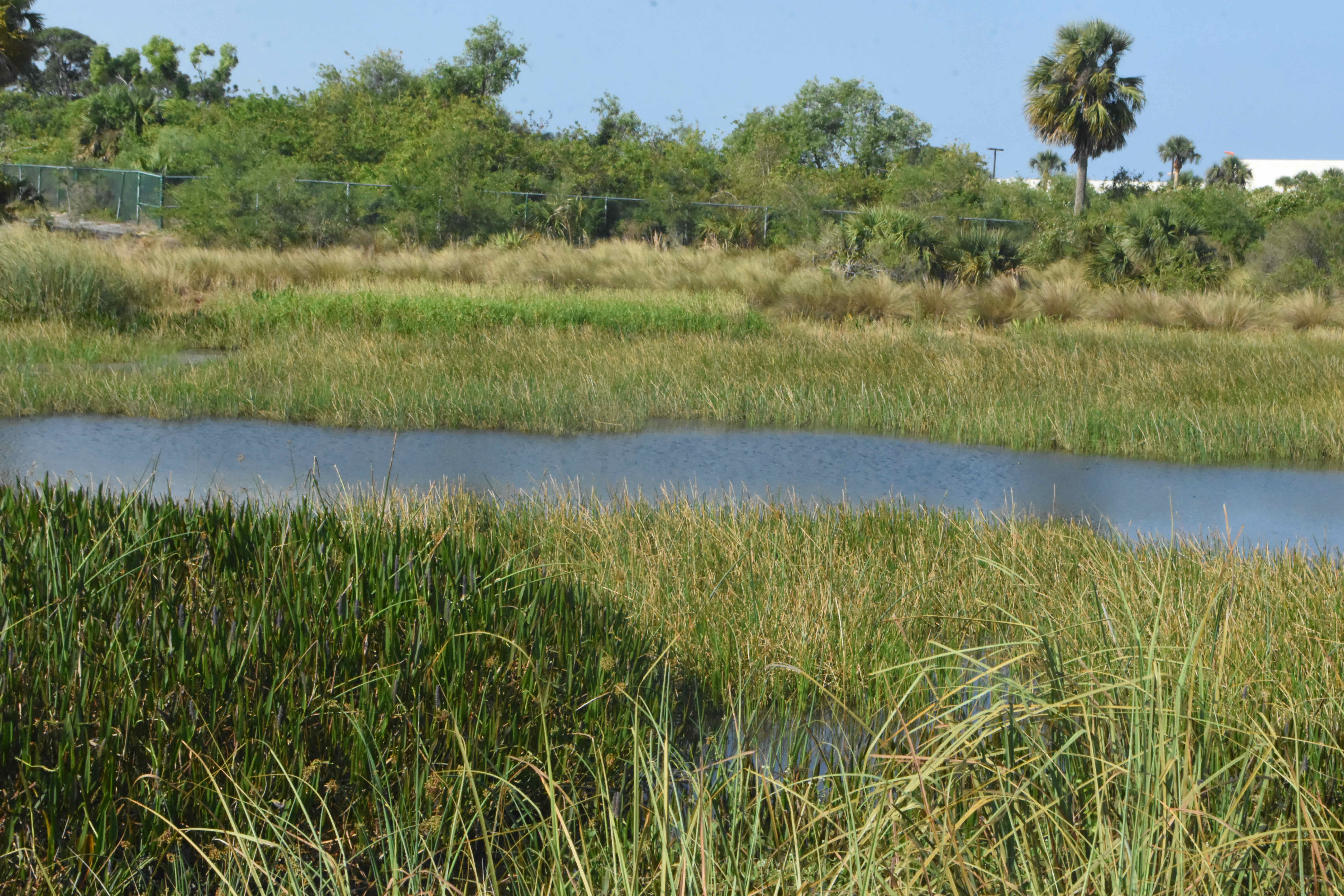 marsh basin