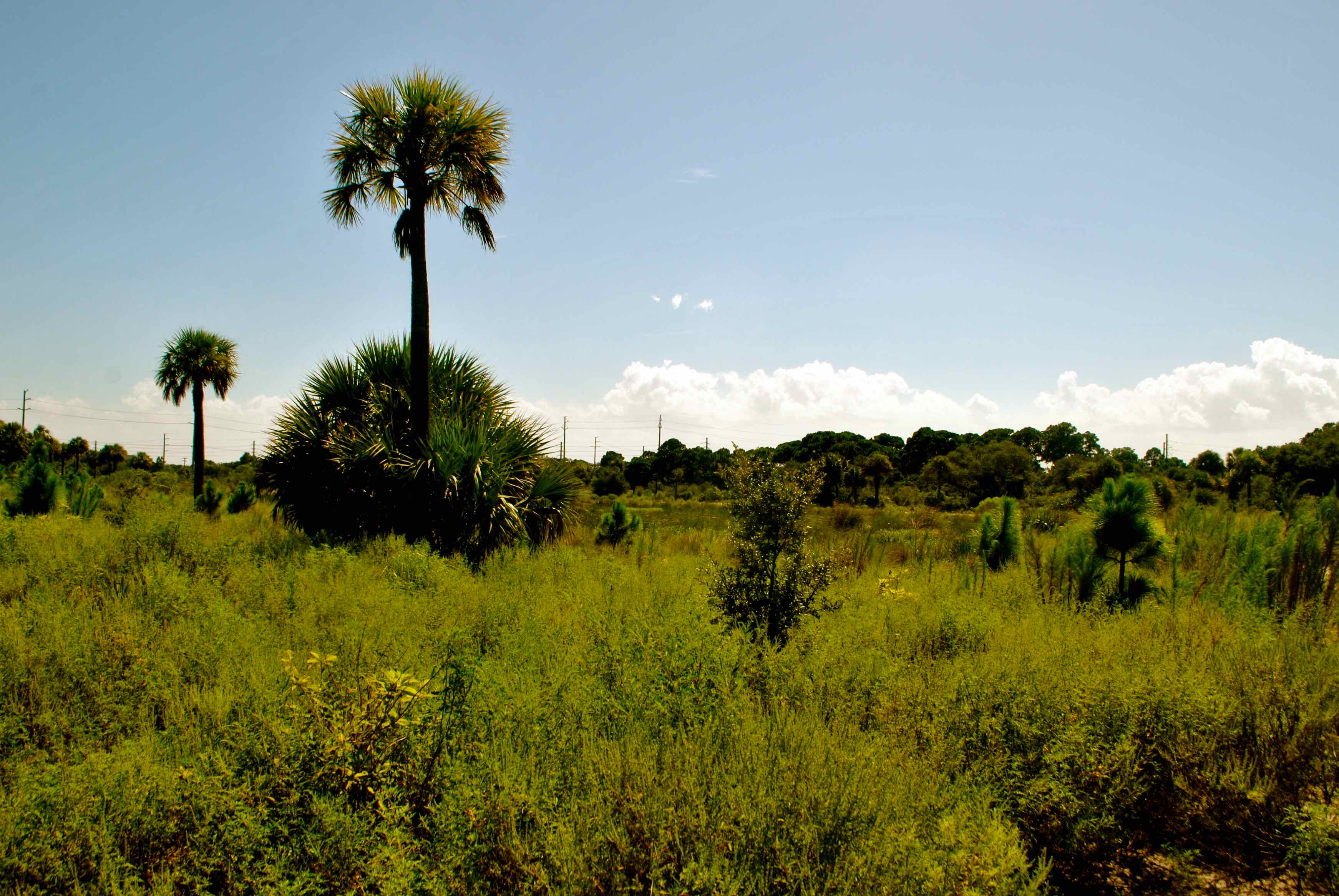shallow marsh