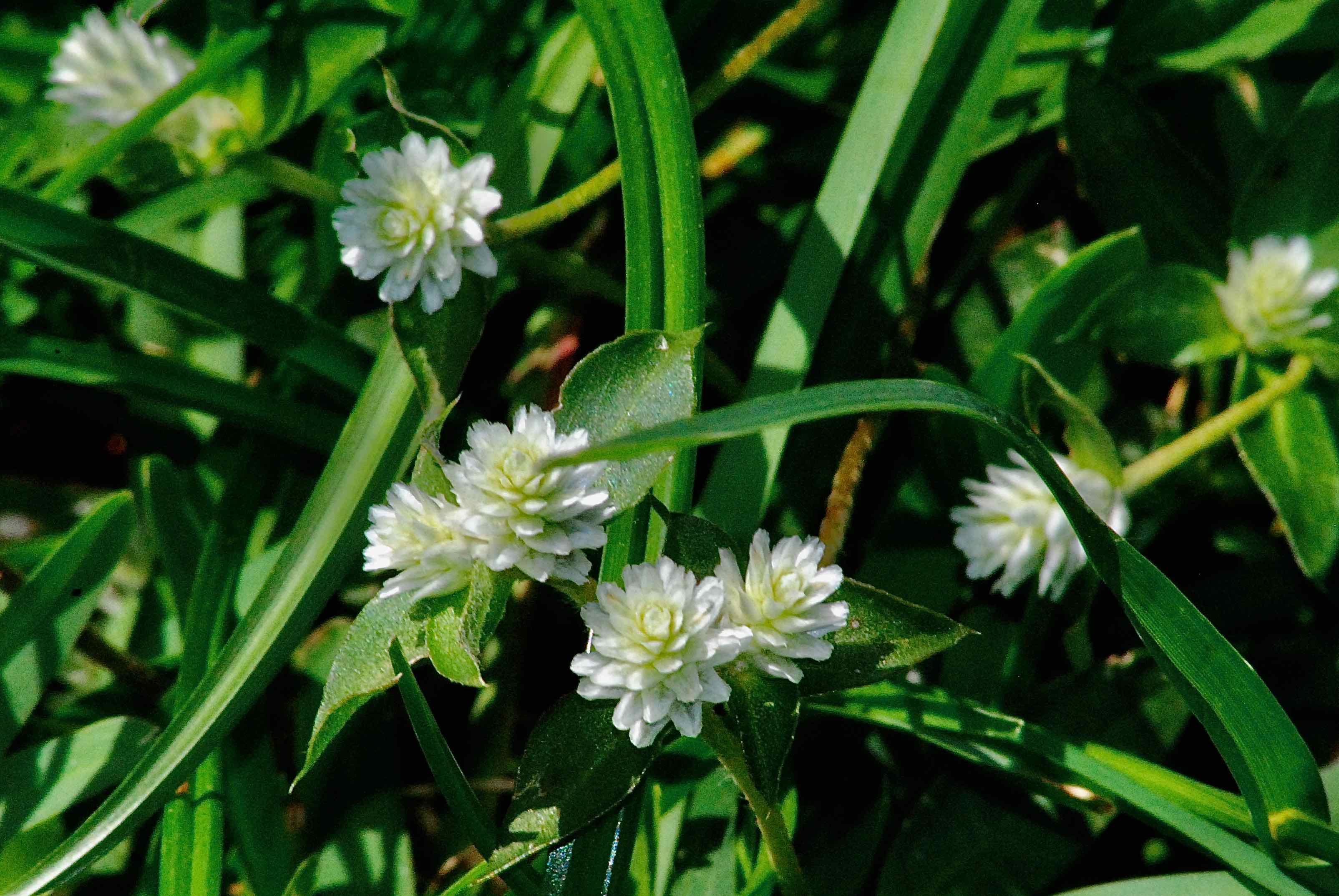 Yellow Joyweed