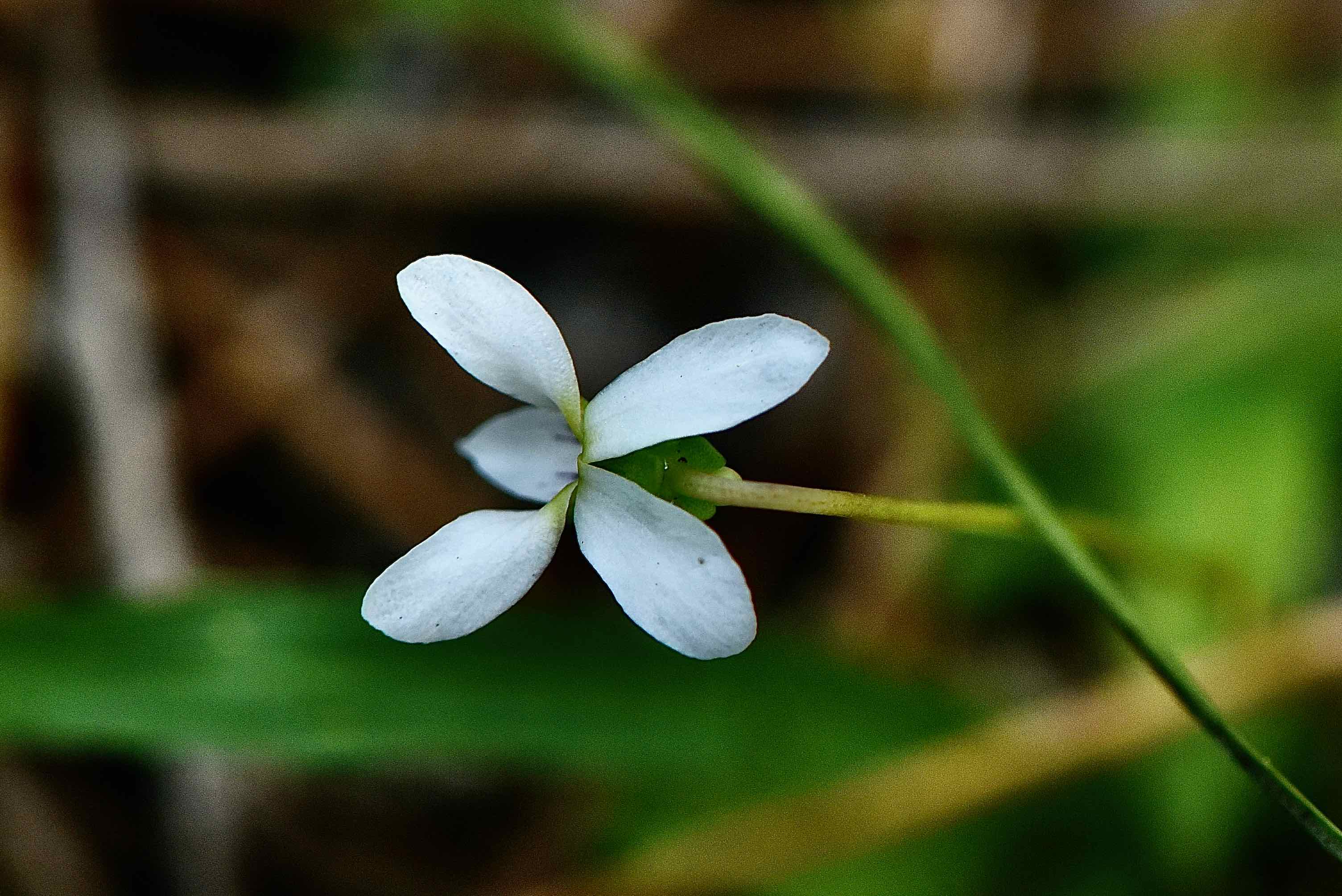 bog white violet