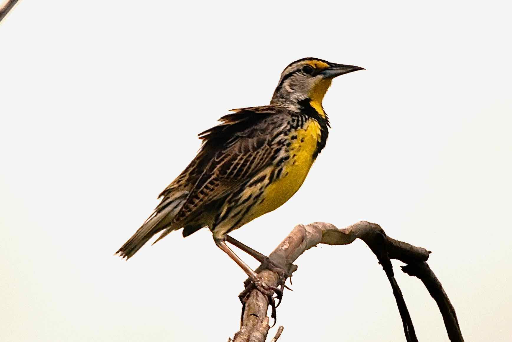 Eastern Meadowlark